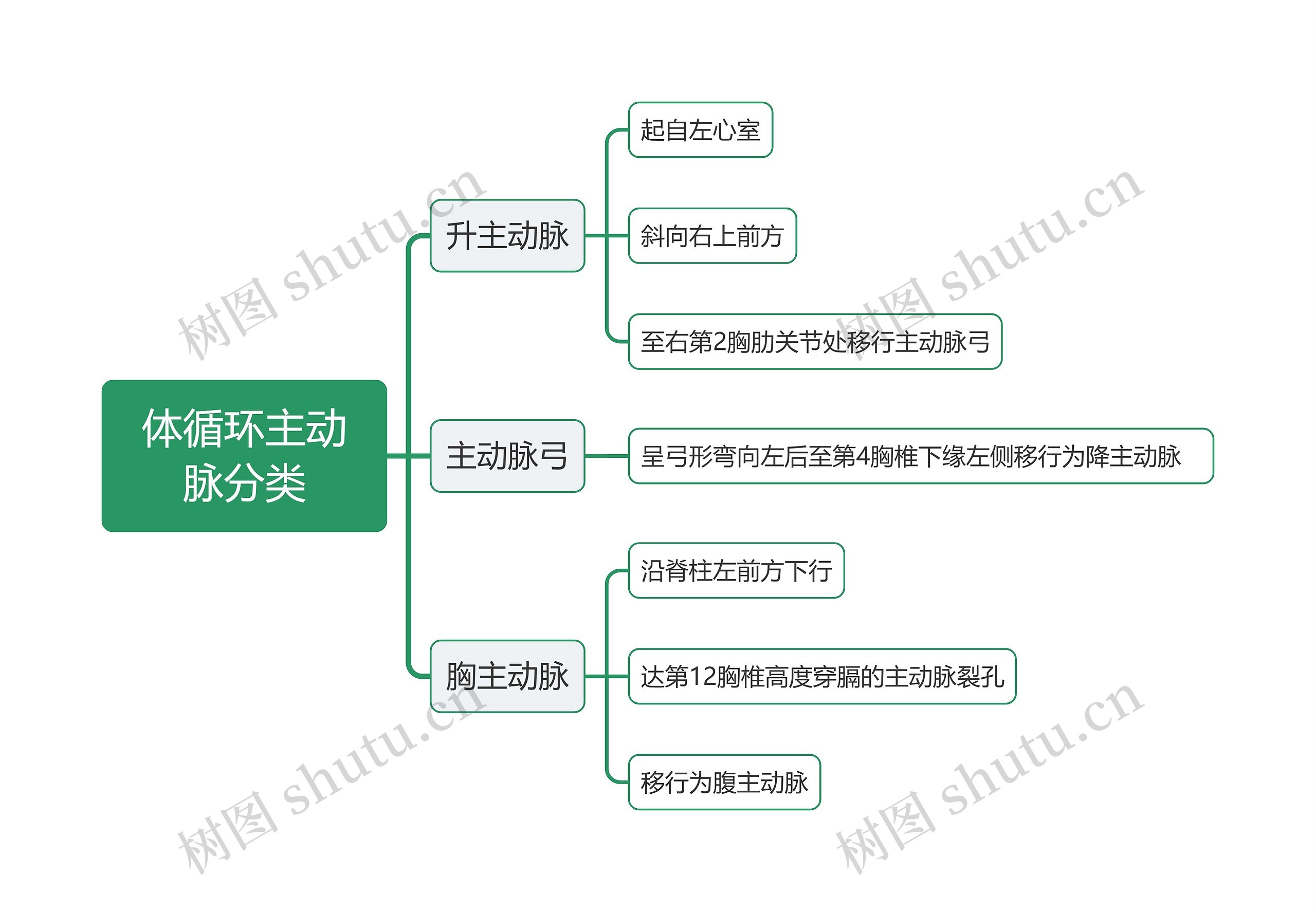 体循环主动脉分类思维导图