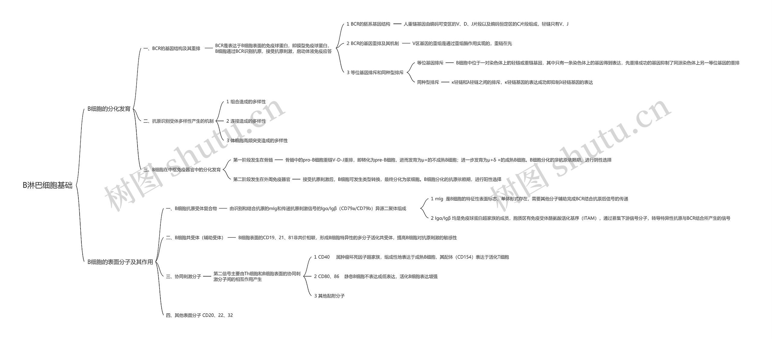 B淋巴细胞基础思维导图