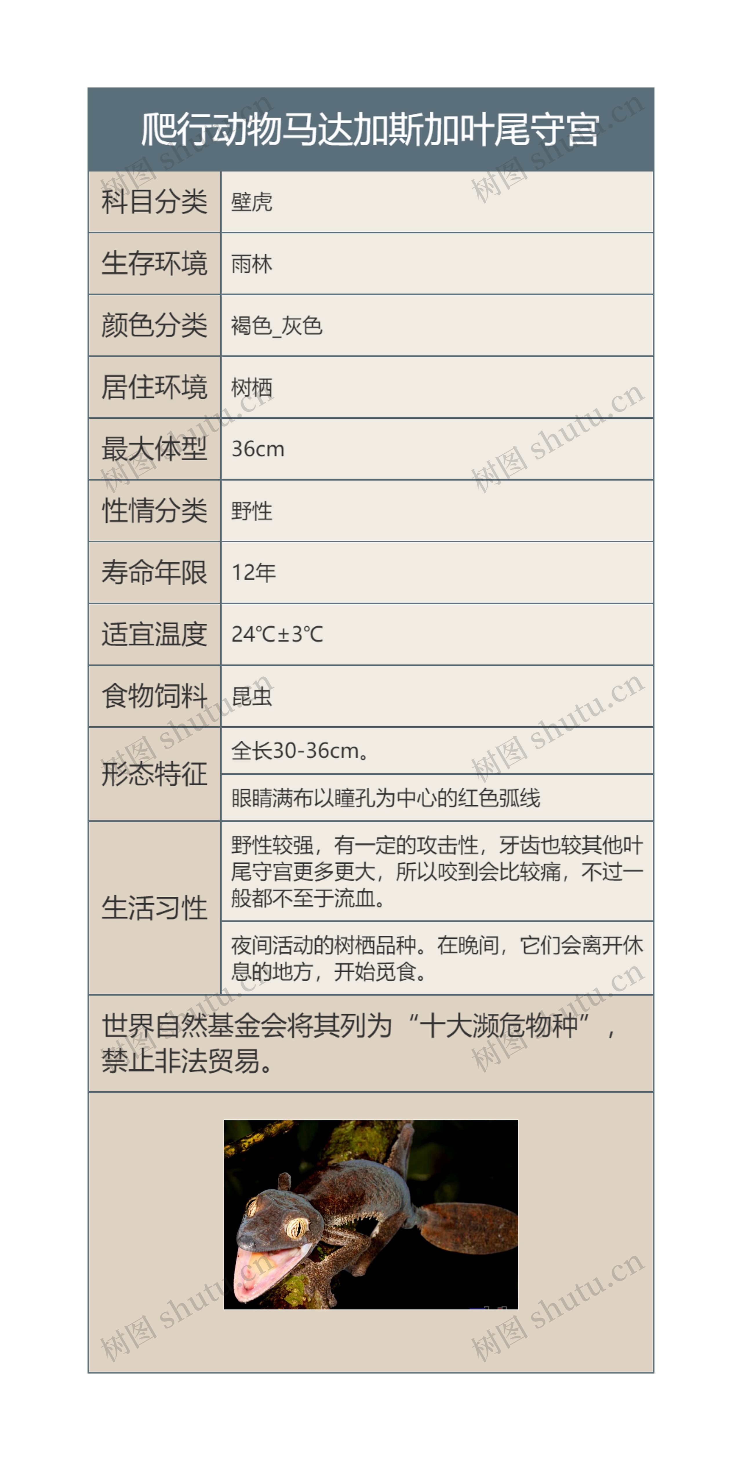 爬行动物马达加斯加叶尾守宫