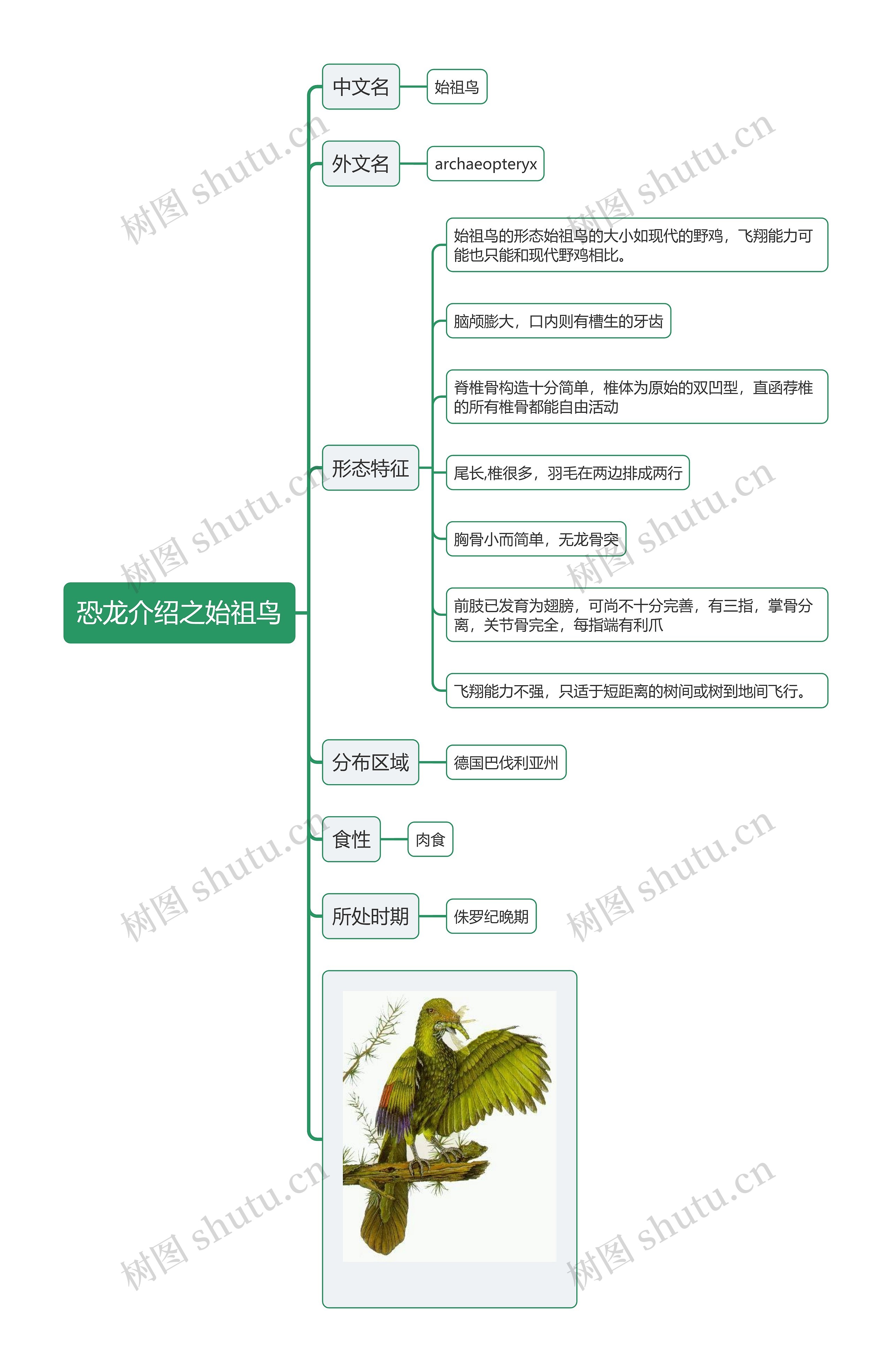 恐龙介绍之始祖鸟思维导图