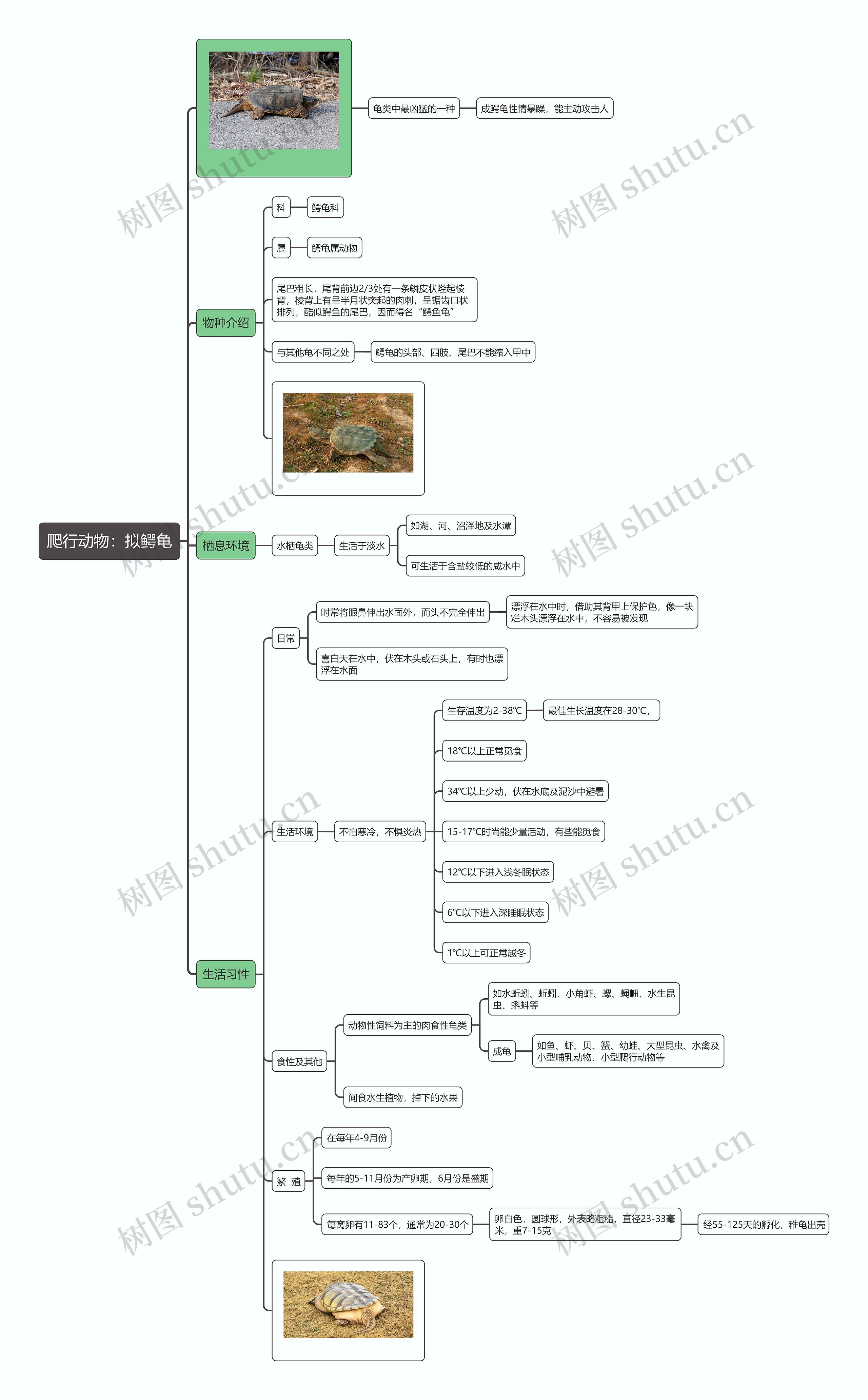 爬行动物：拟鳄龟思维导图