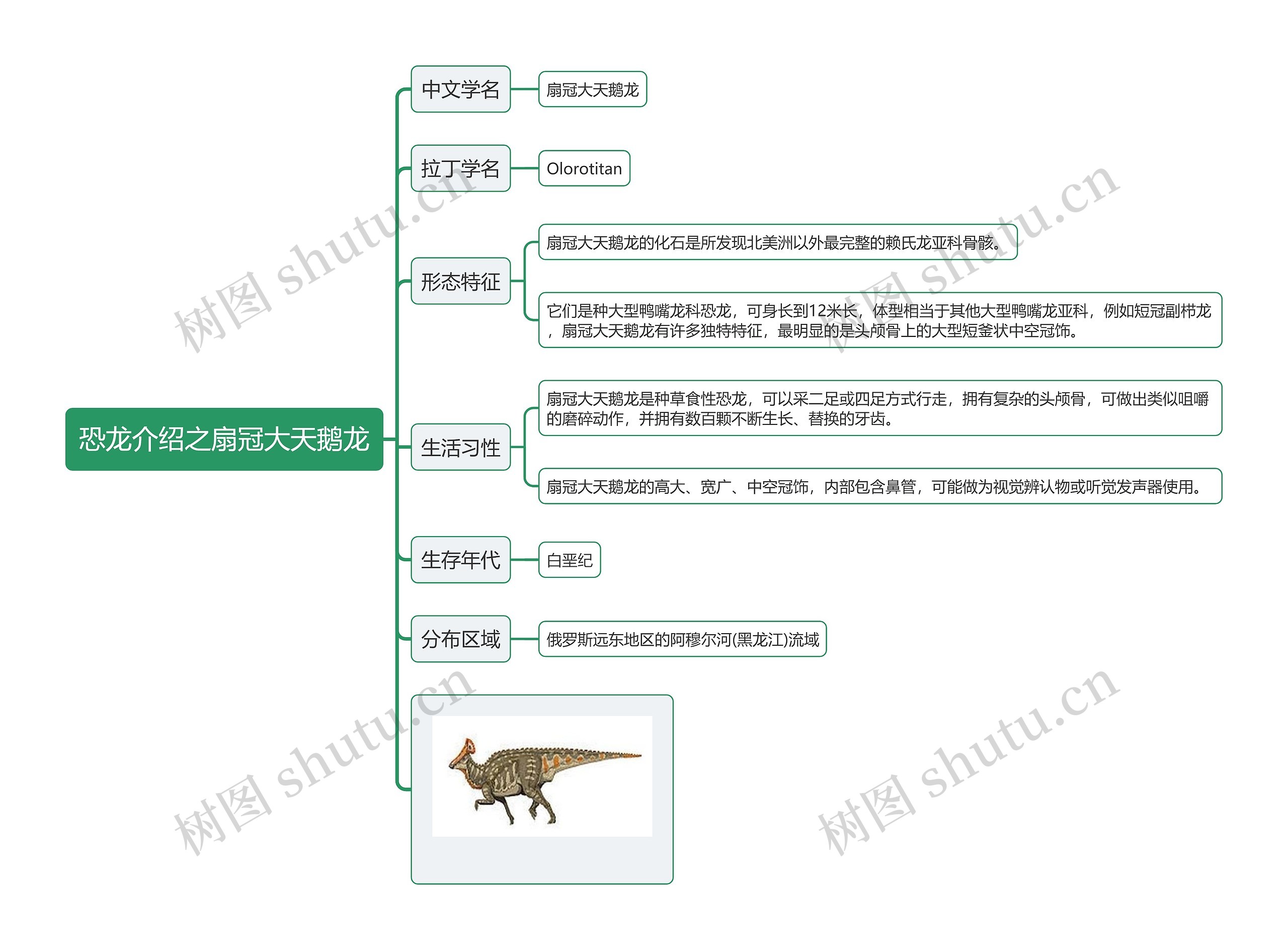 恐龙介绍之扇冠大天鹅龙思维导图