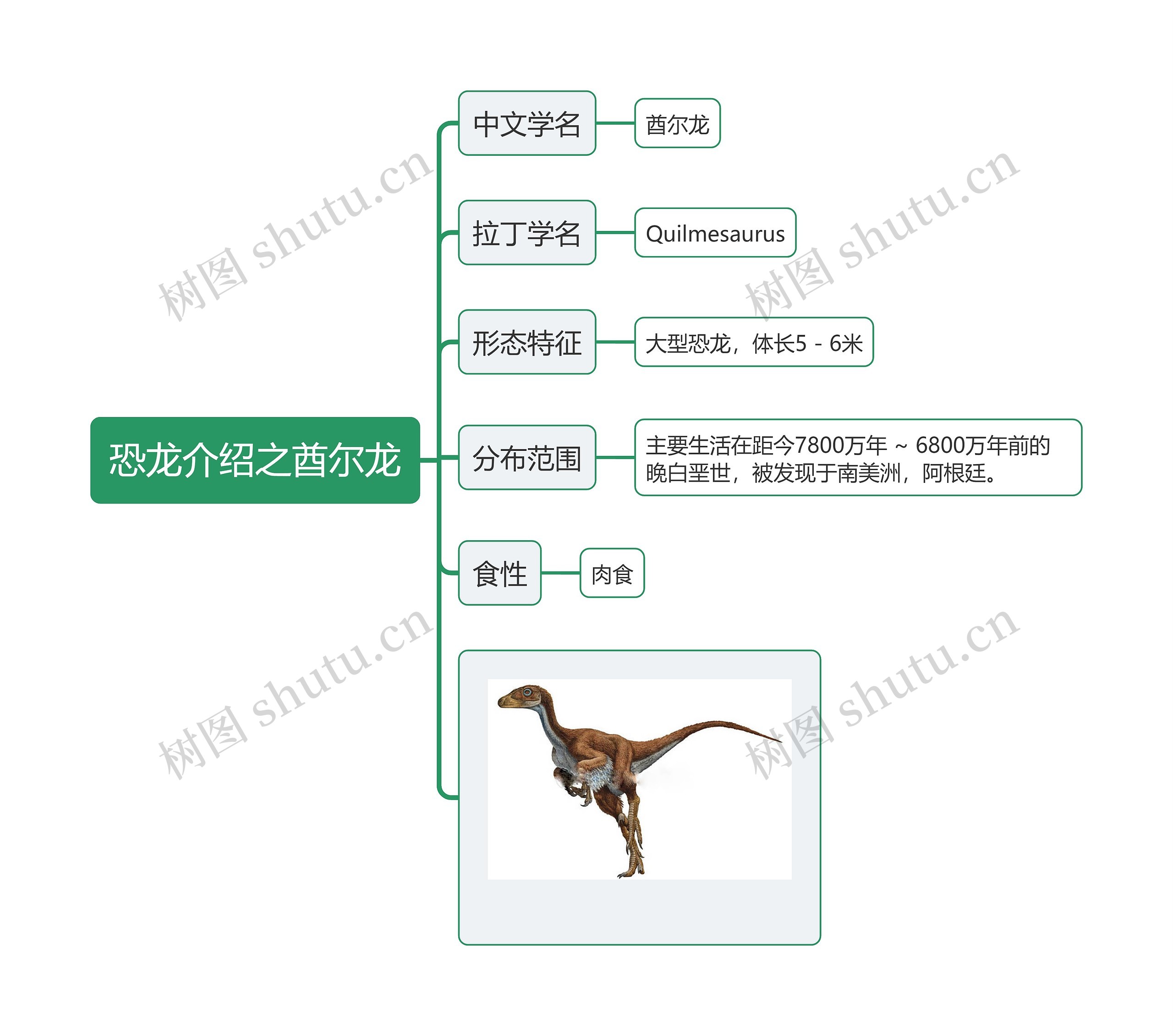 恐龙介绍之酋尔龙思维导图