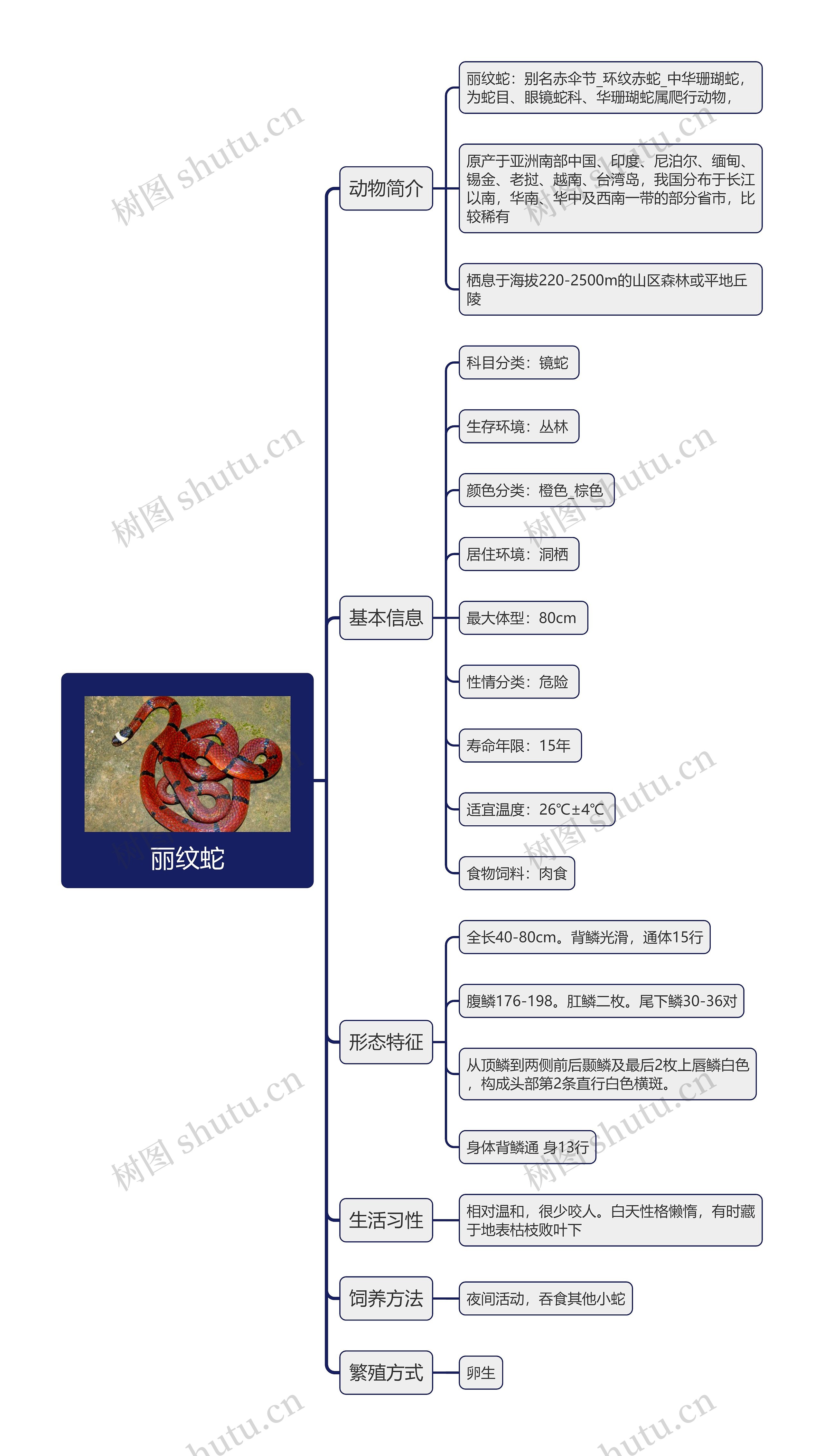 丽纹蛇