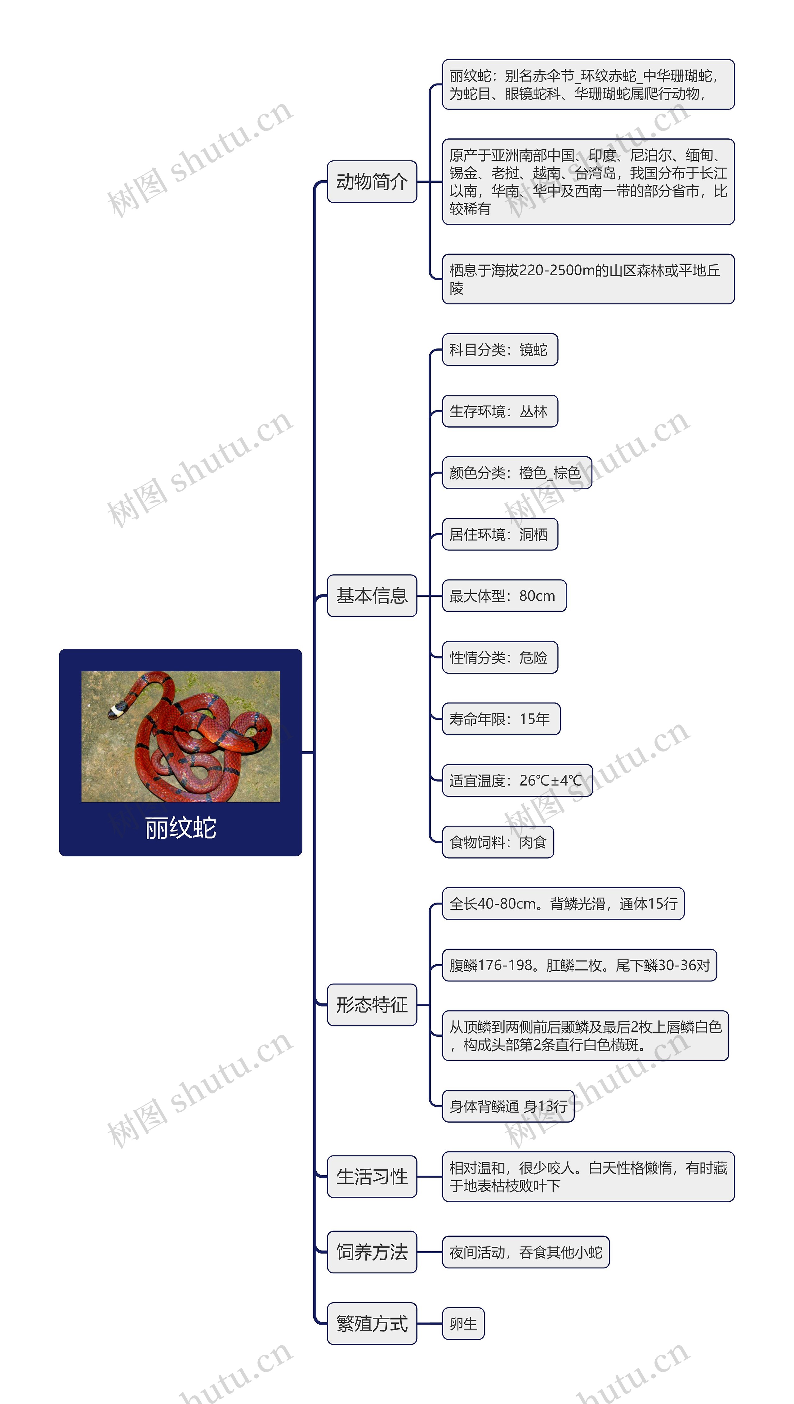 丽纹蛇思维导图