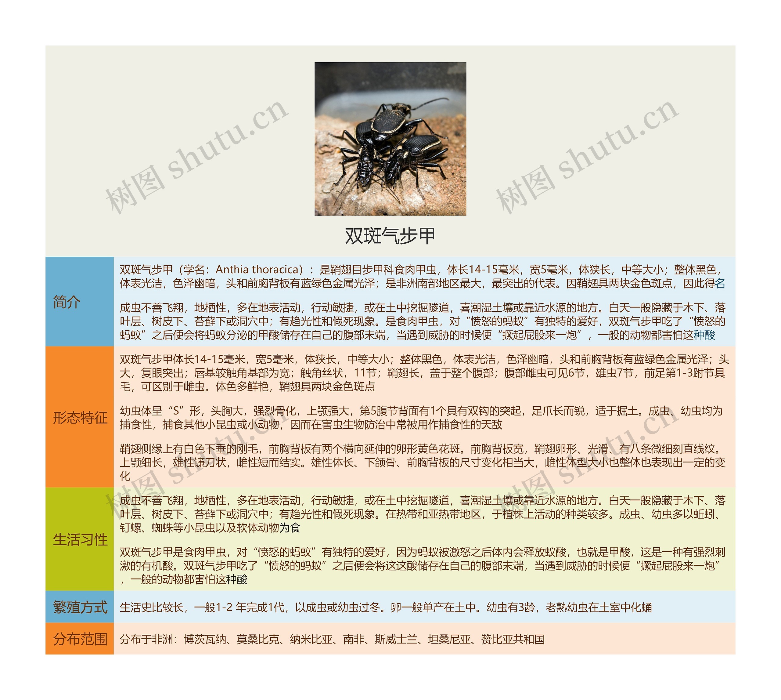 双斑气步甲思维导图