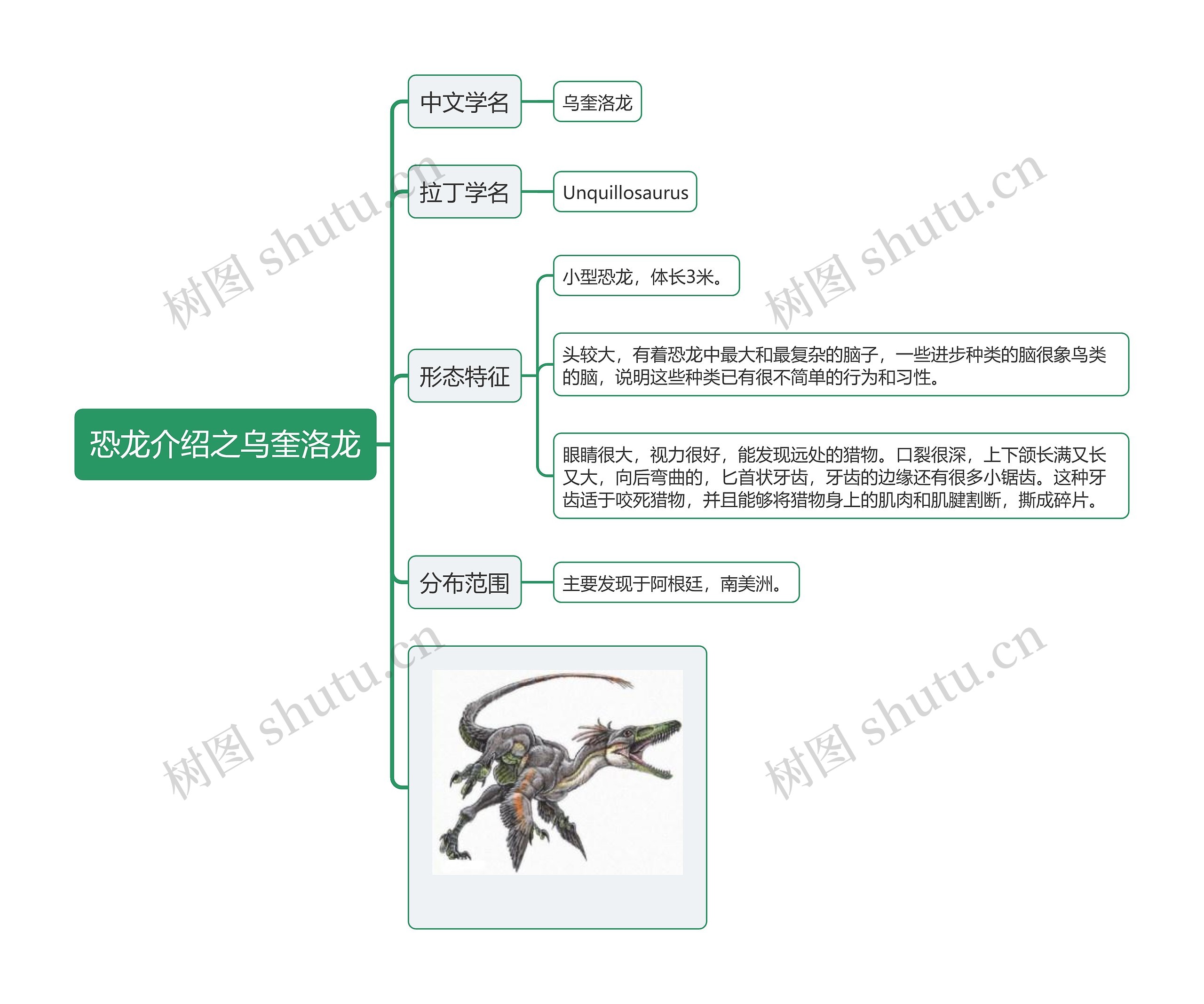 恐龙介绍之乌奎洛龙思维导图