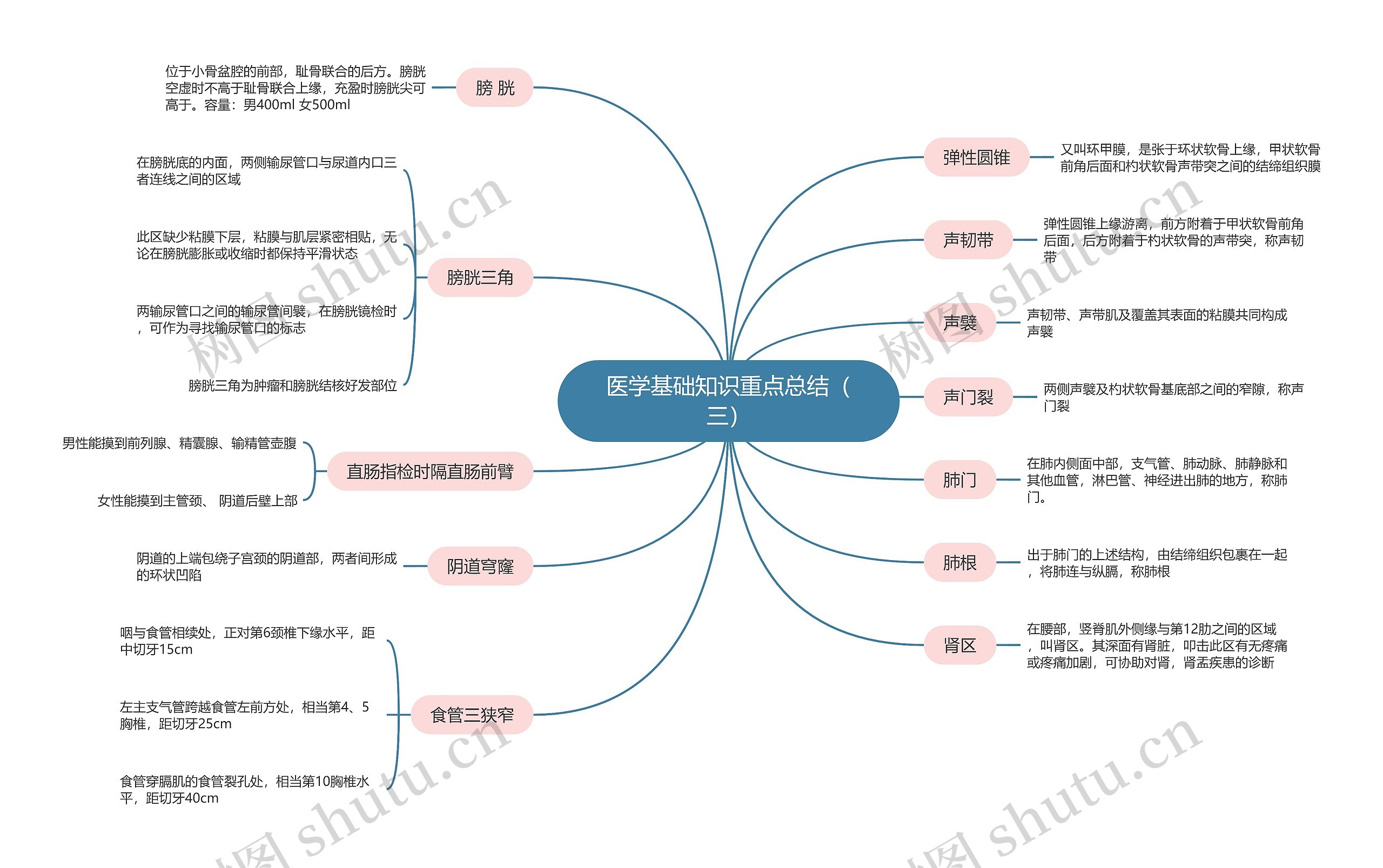 医学基础知识重点总结（三）