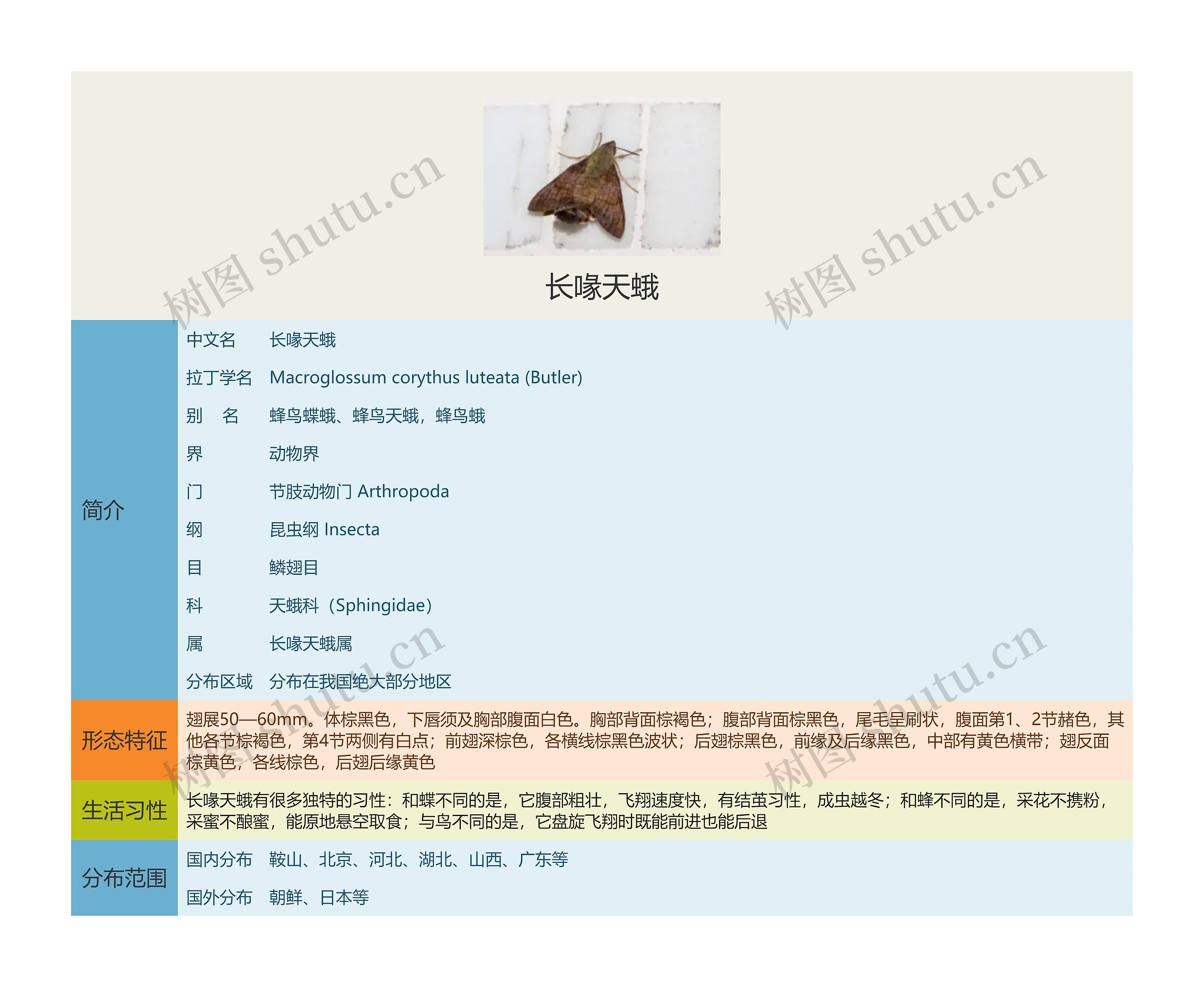 长喙天蛾思维导图