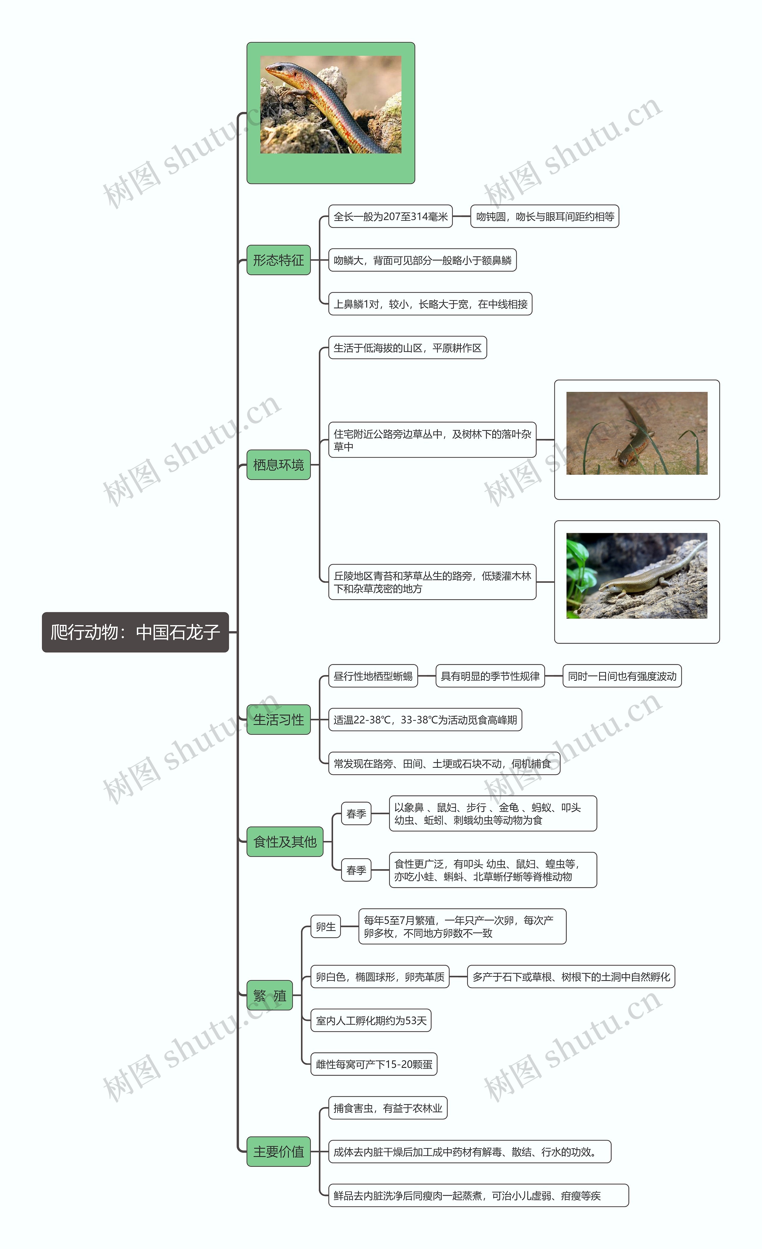爬行动物：中国石龙子思维导图