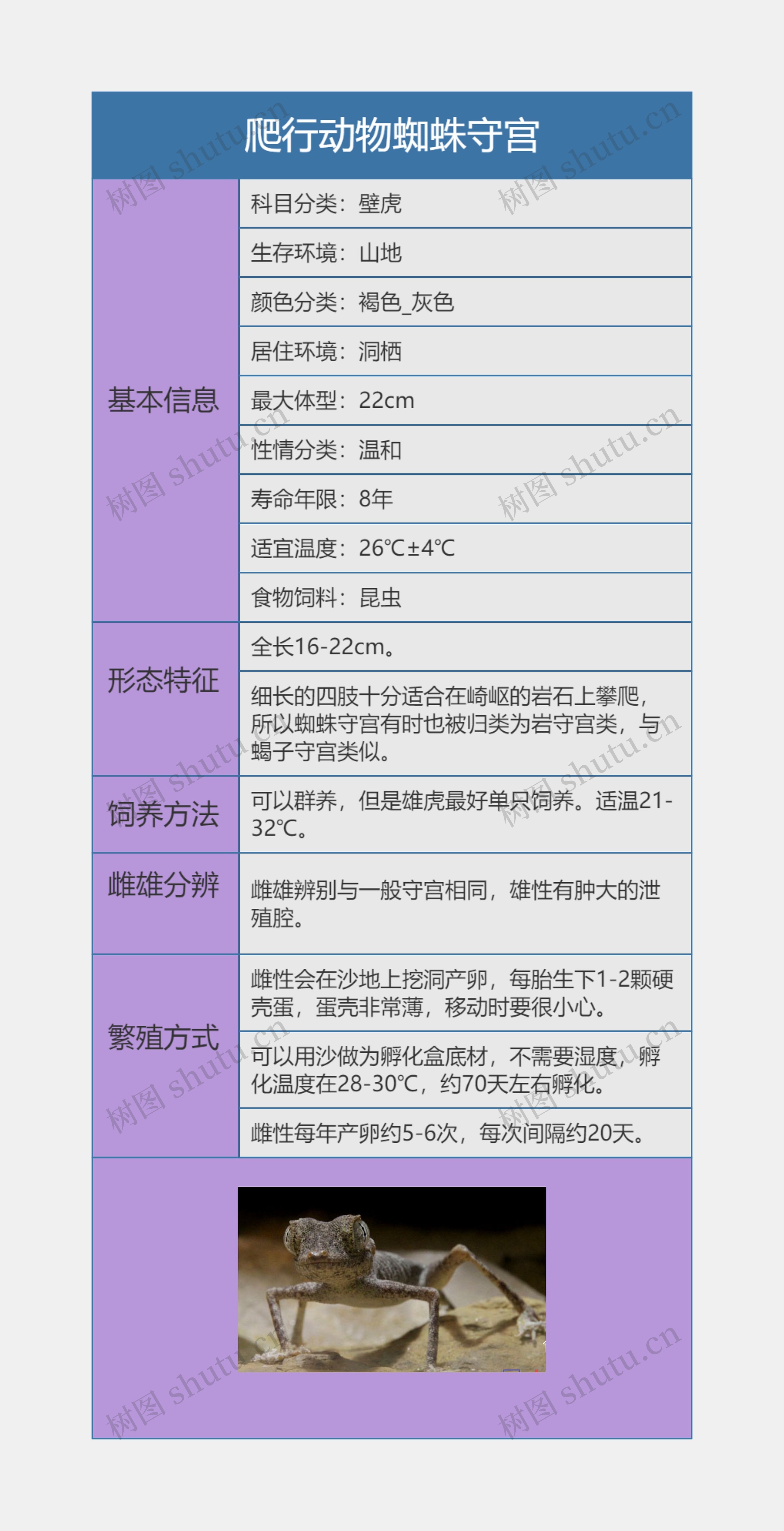 爬行动物蜘蛛守宫思维导图