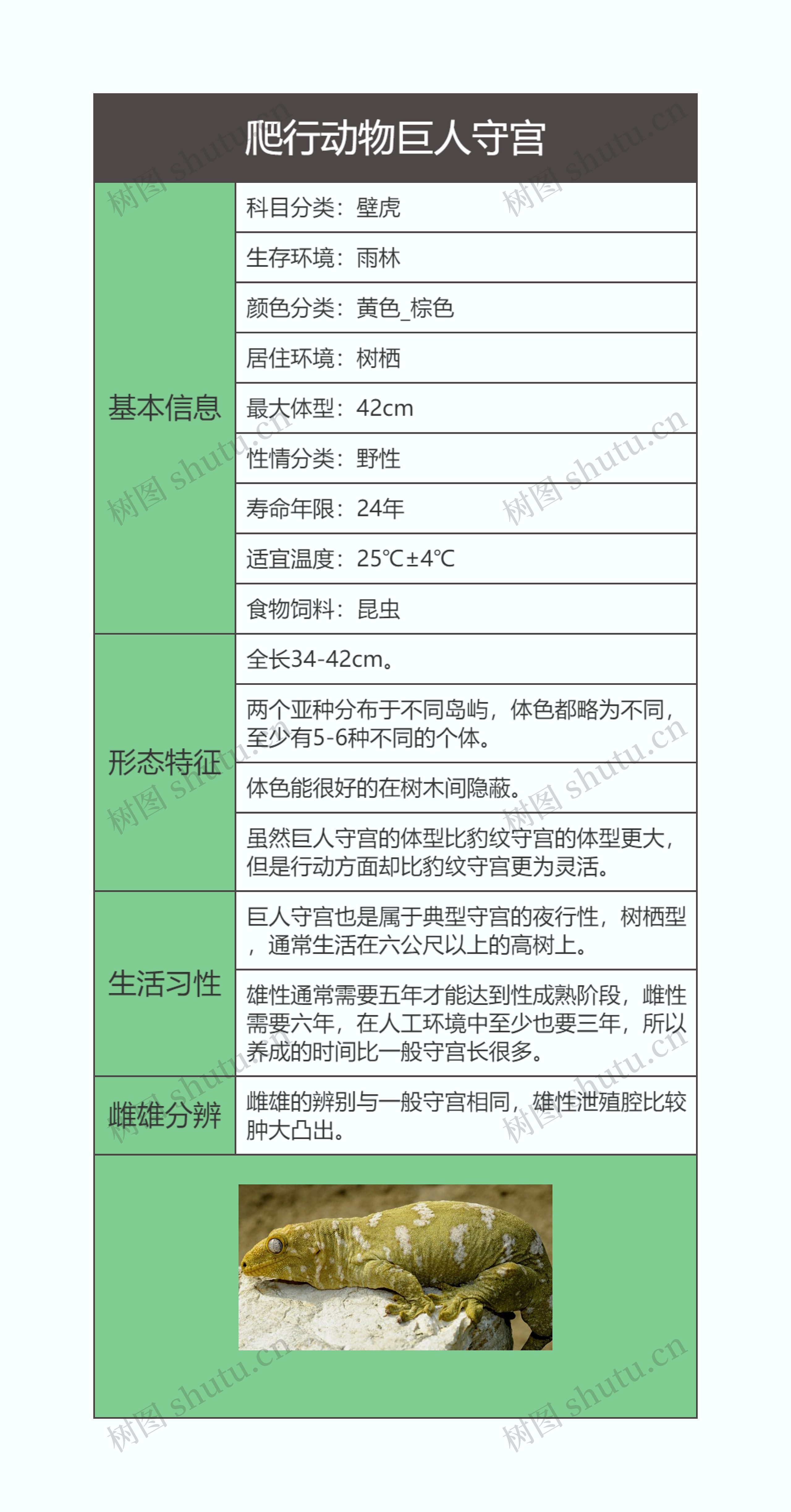 爬行动物巨人守宫