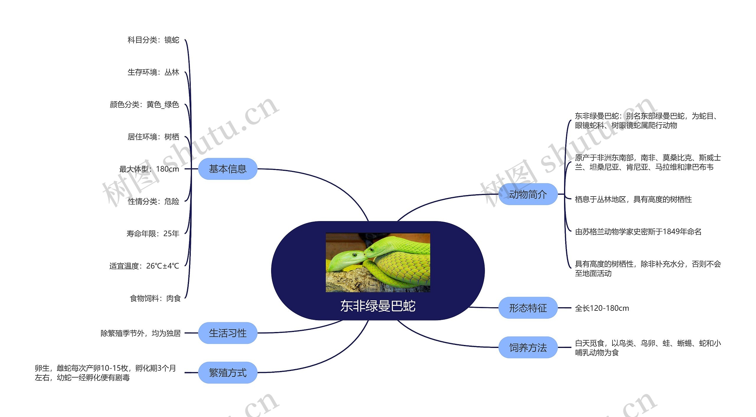 东非绿曼巴蛇