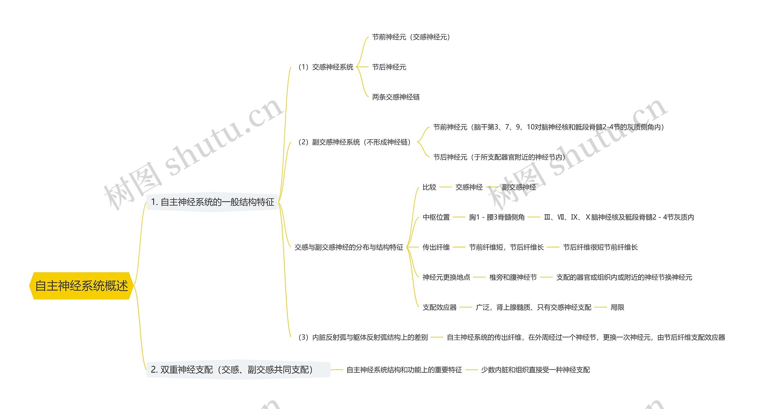 自主神经系统概述思维导图