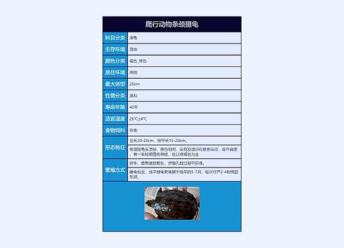 爬行动物条颈摄龟