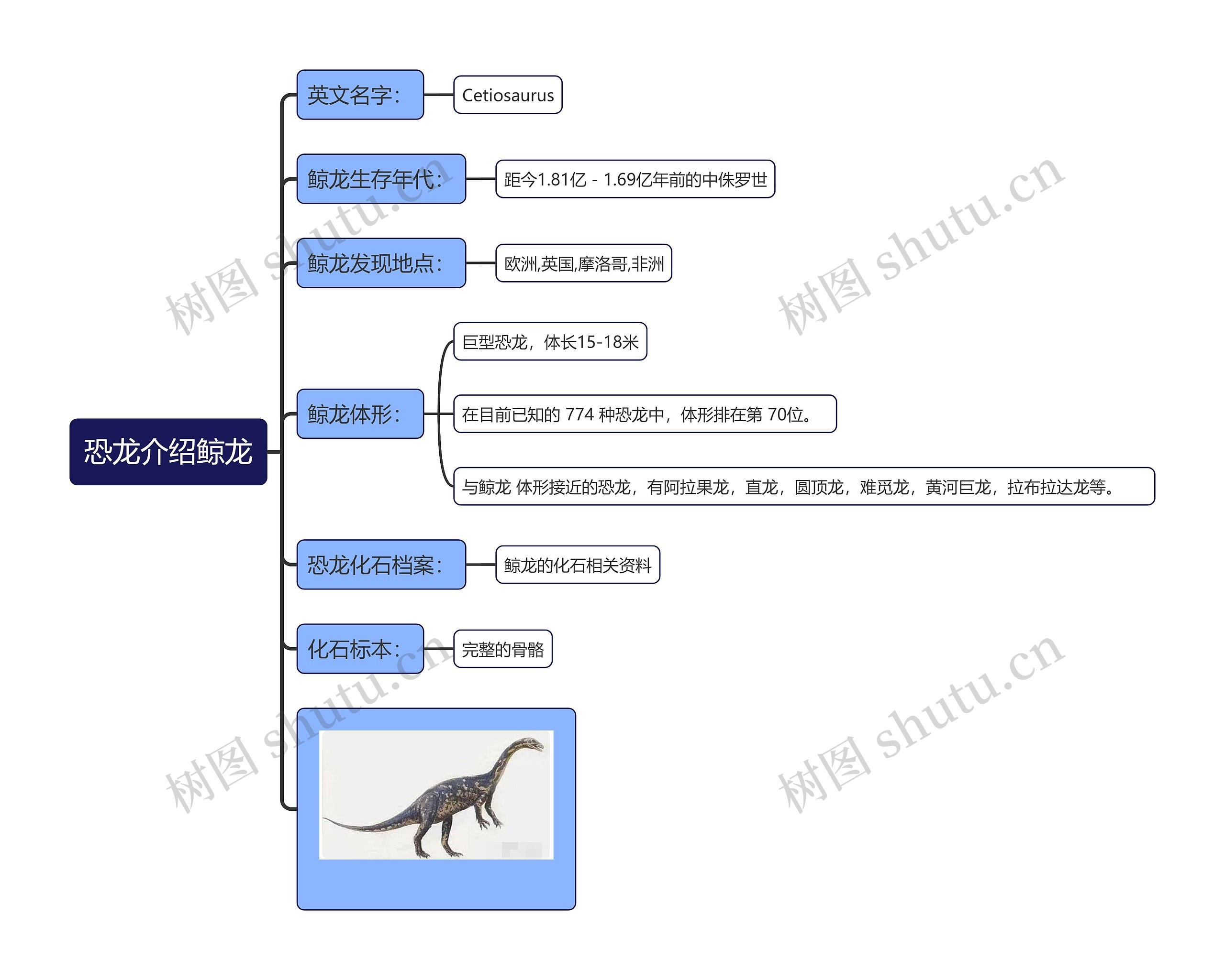 恐龙介绍鲸龙思维导图