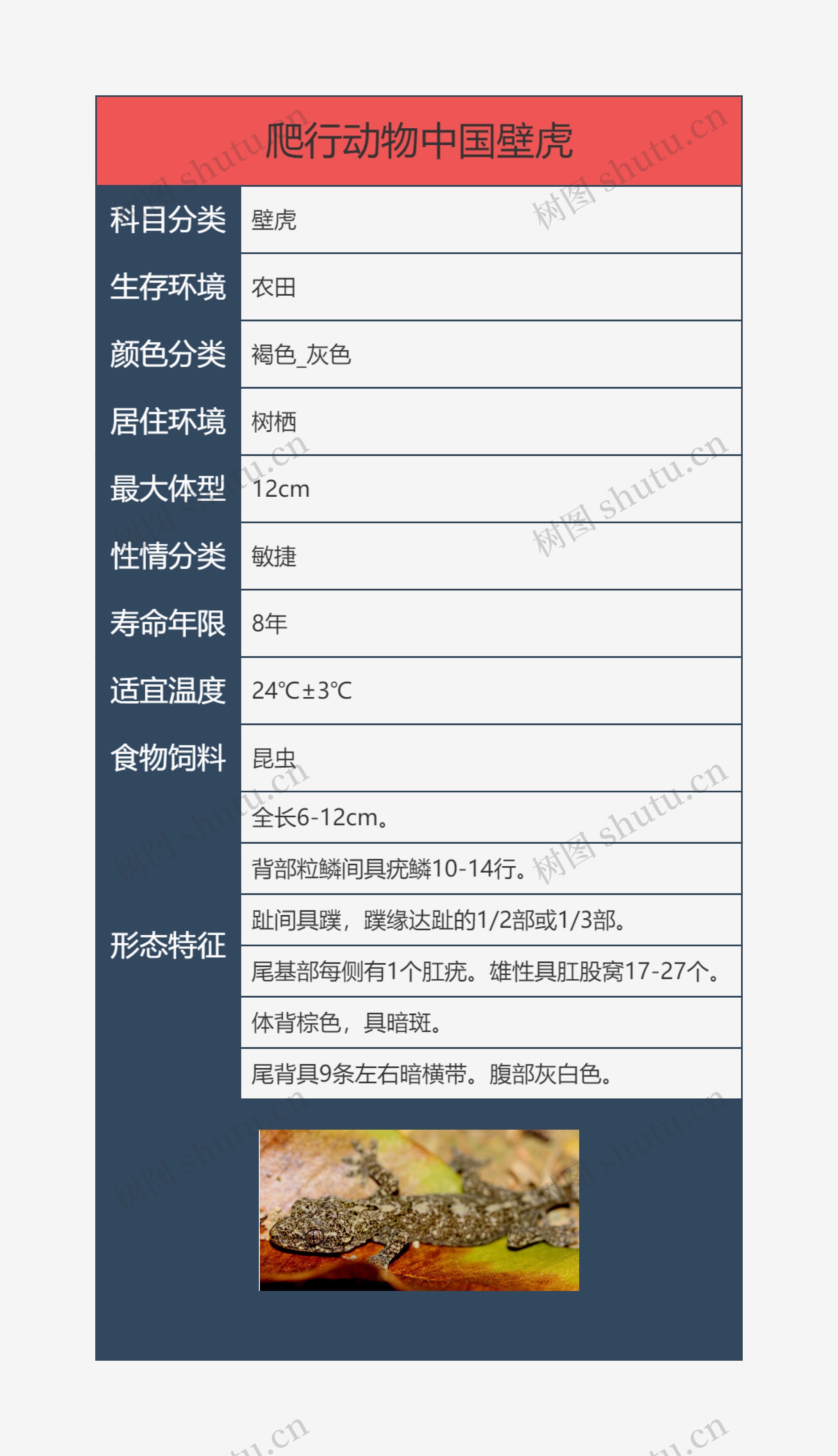 爬行动物中国壁虎