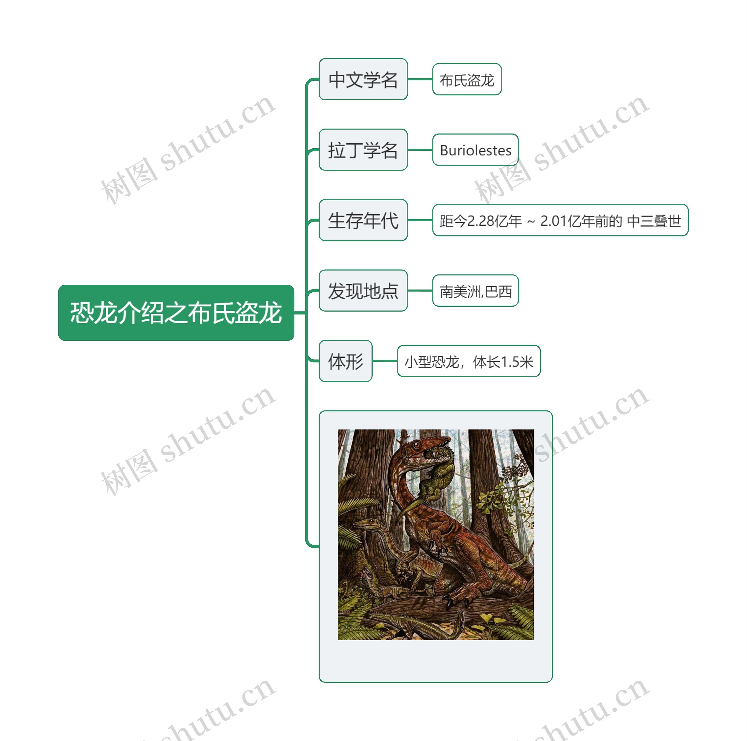 恐龙介绍之布氏盗龙思维导图