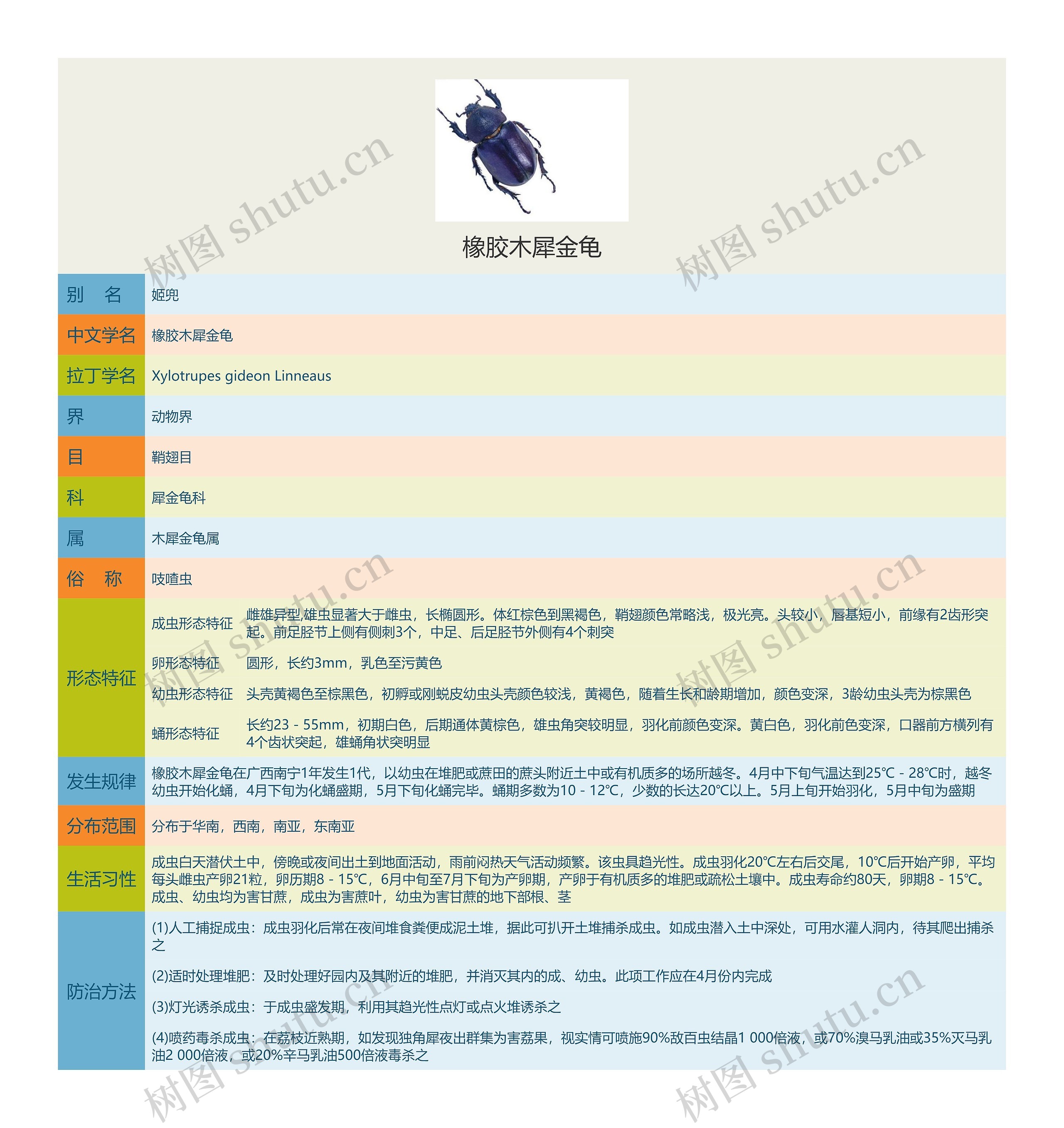 橡胶木犀金龟思维导图