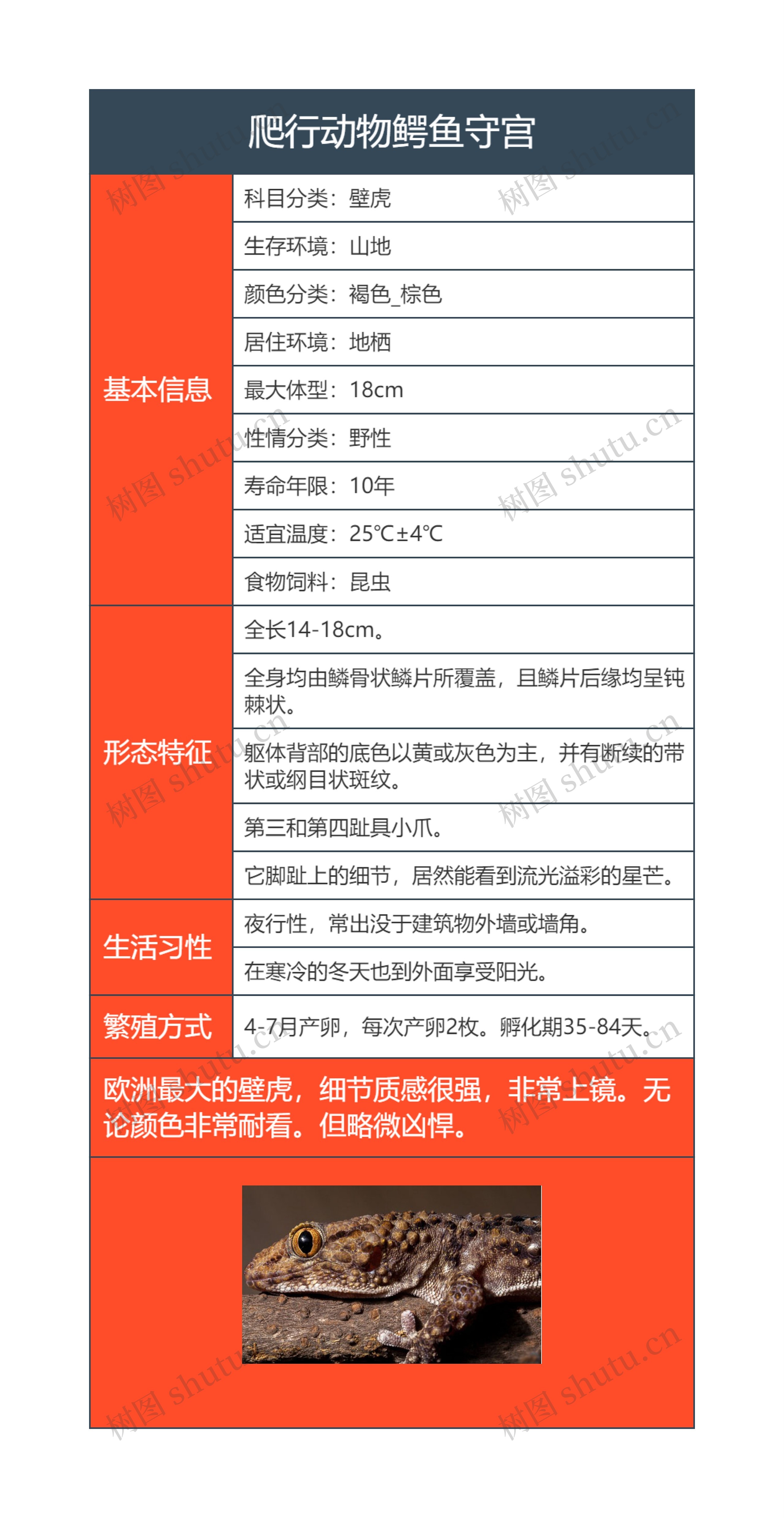 爬行动物鳄鱼守宫