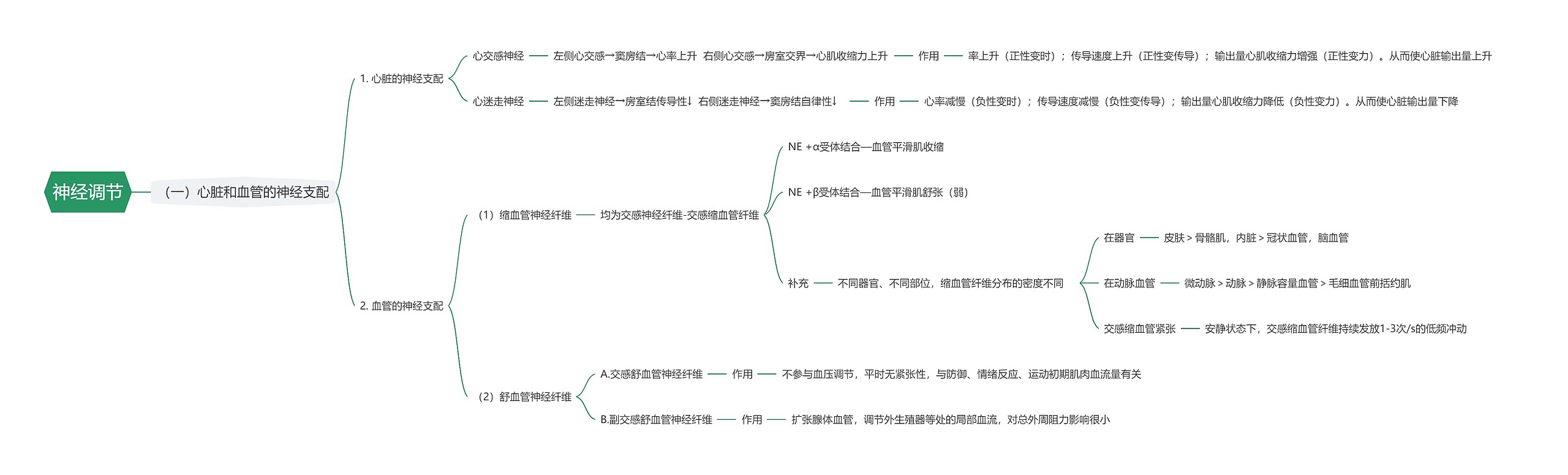 神经调节思维导图