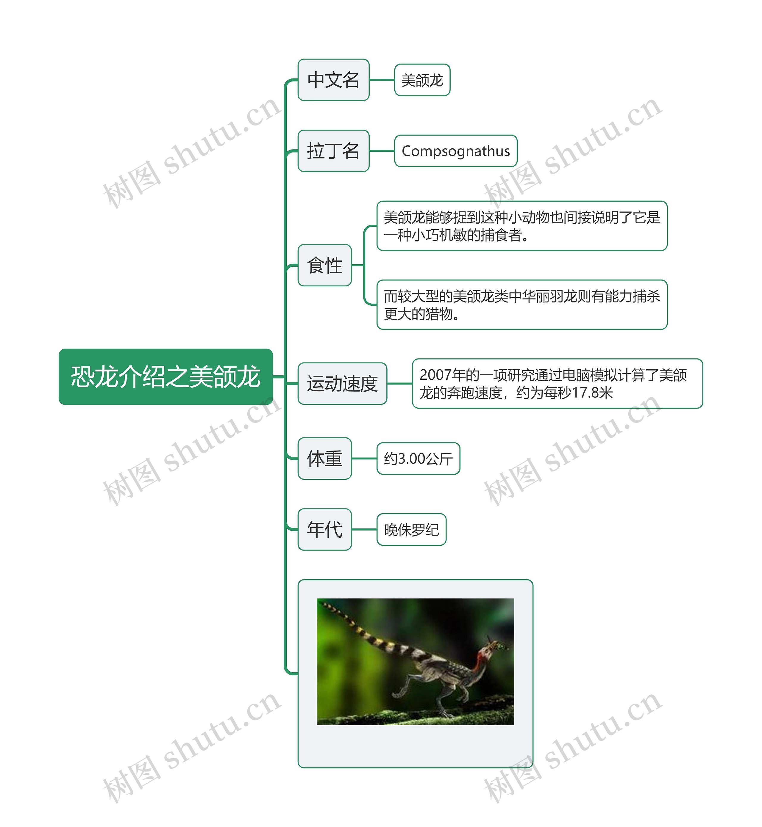 恐龙介绍之美颌龙思维导图