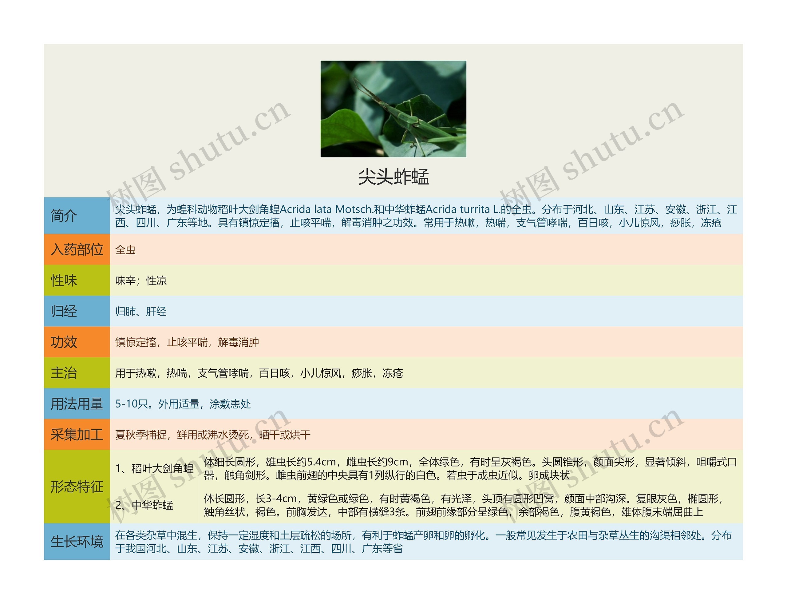 尖头蚱蜢思维导图