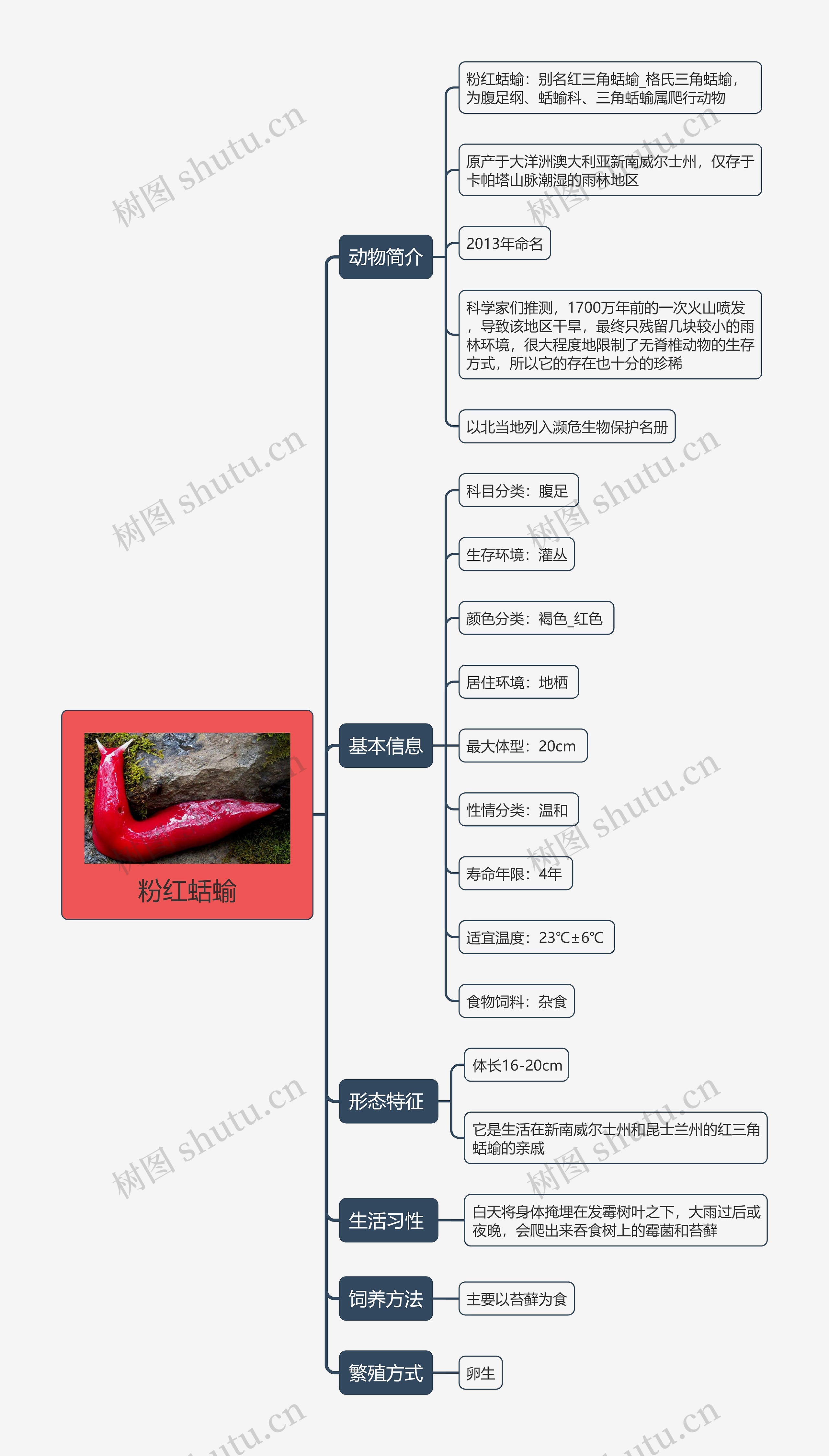 粉红蛞蝓思维导图