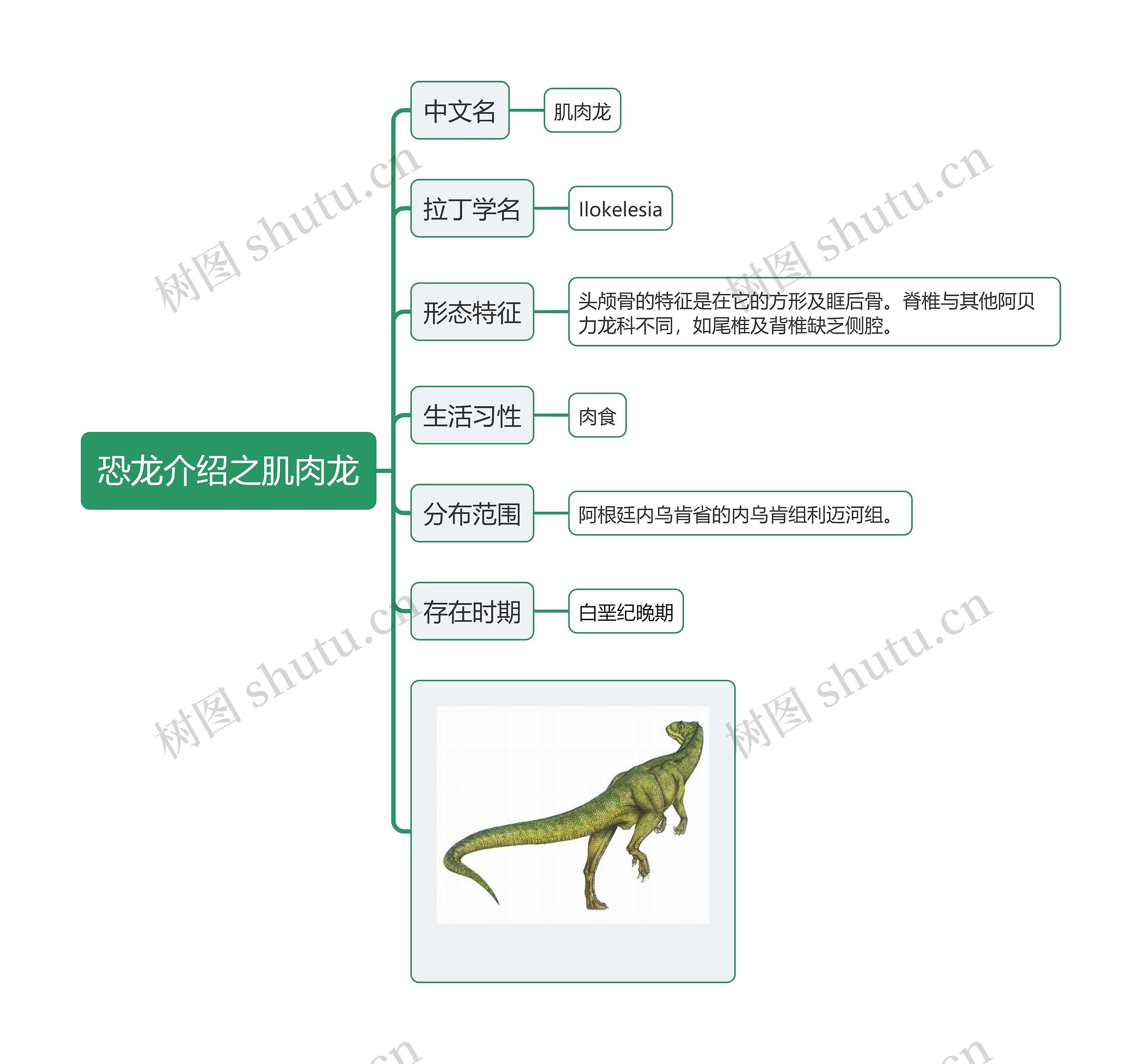 恐龙介绍之肌肉龙思维导图