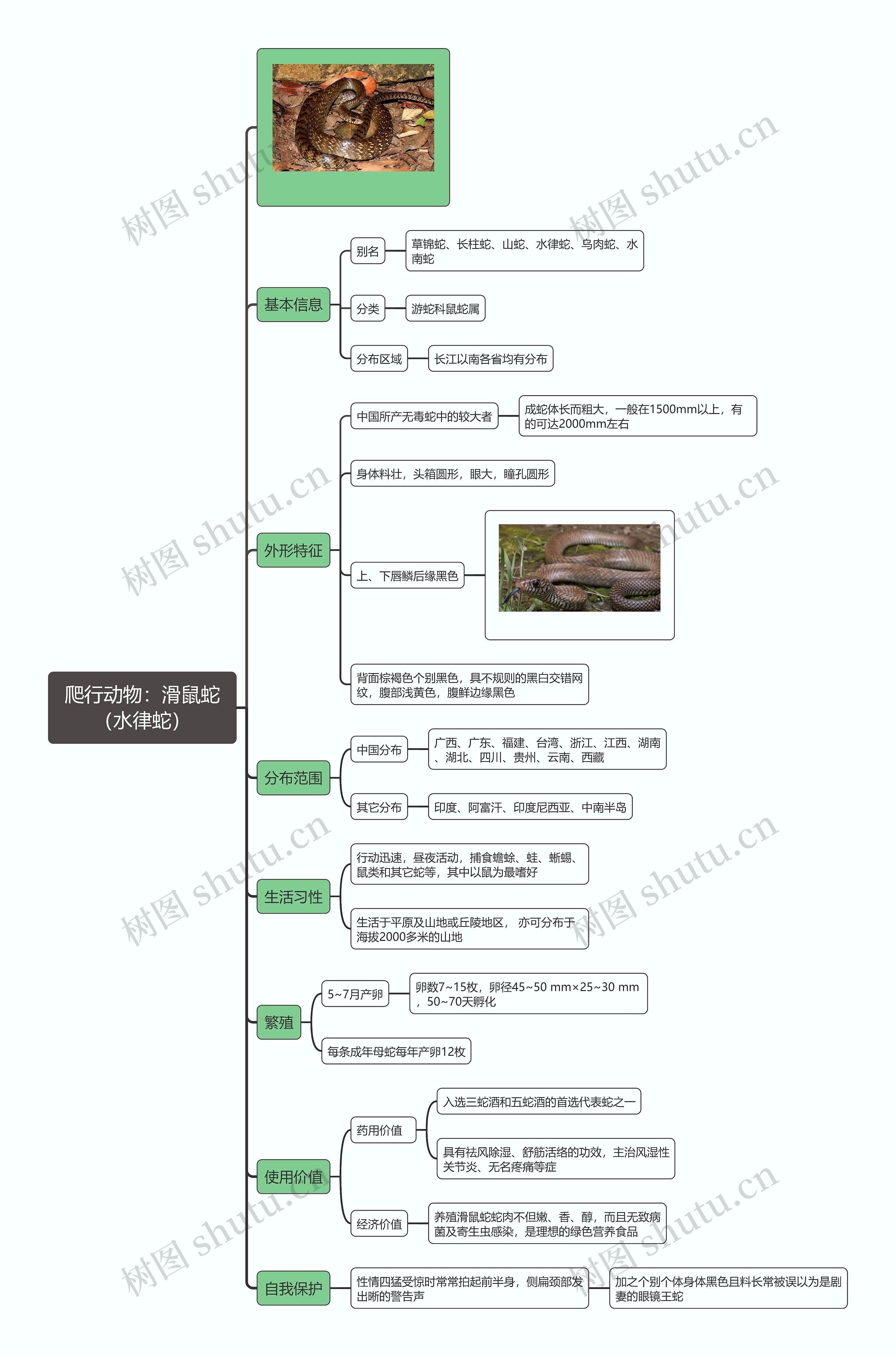 爬行动物：滑鼠蛇（水律蛇）思维导图