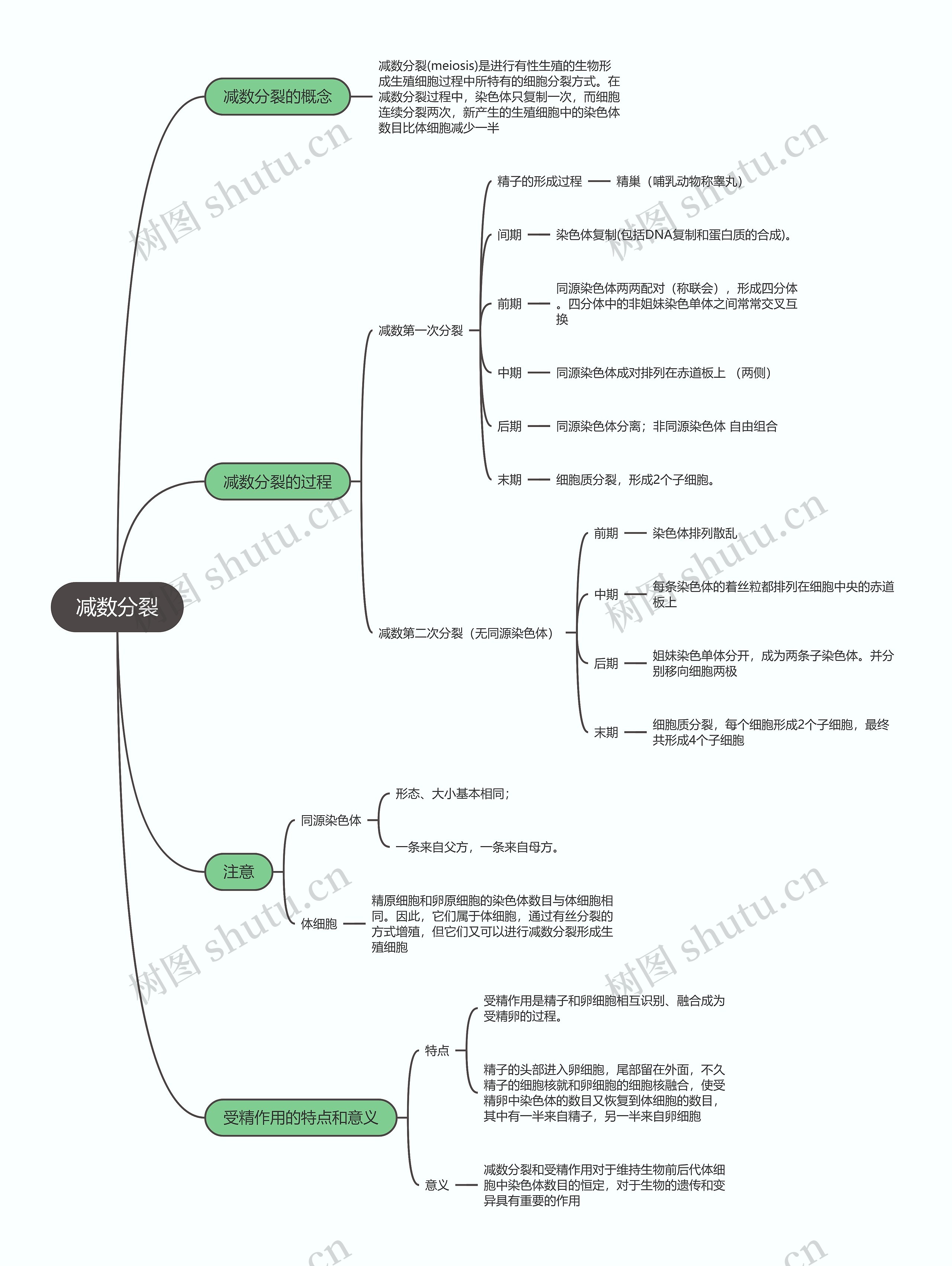 生物必修二  减数分裂思维导图