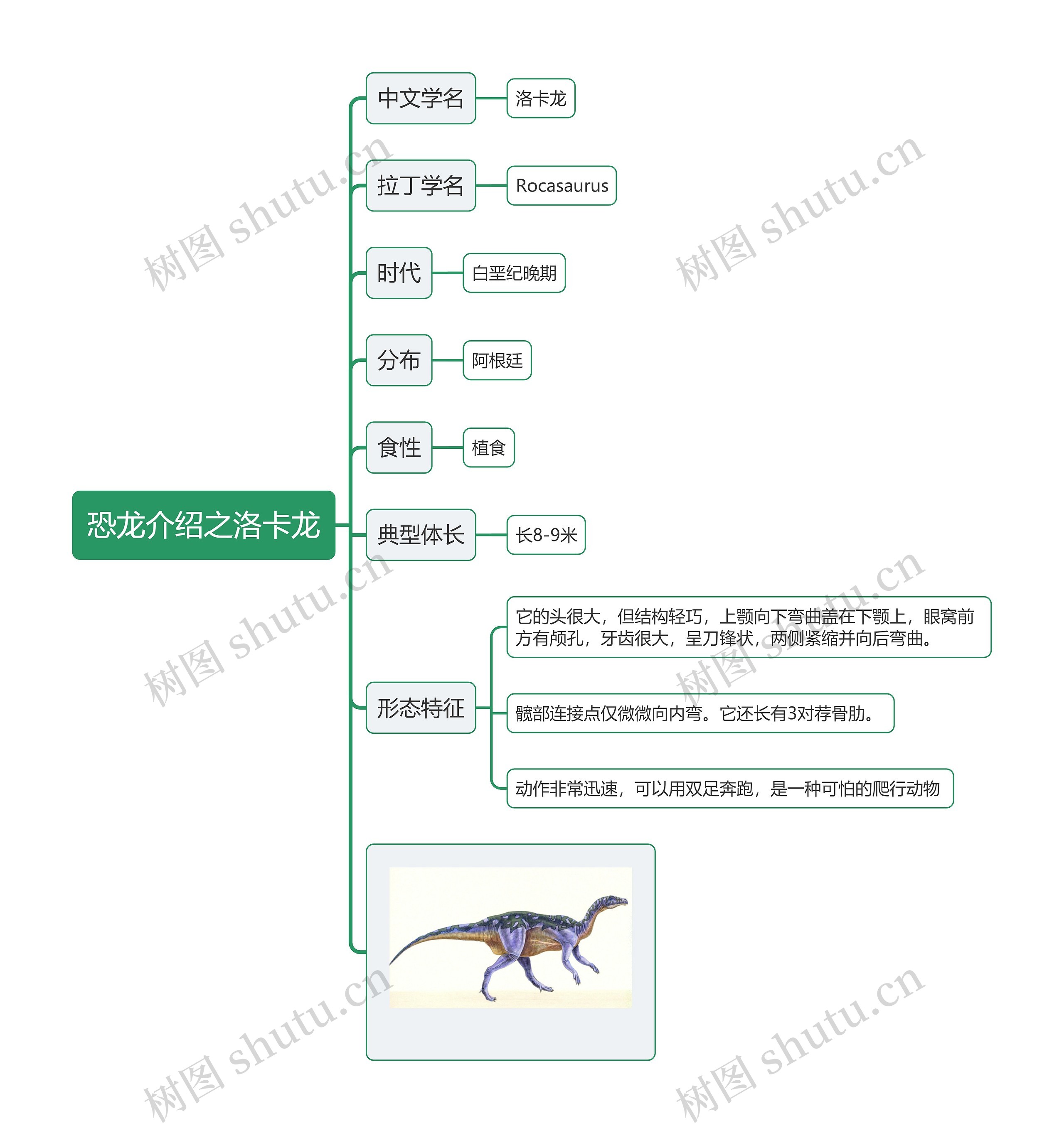 恐龙介绍之洛卡龙思维导图