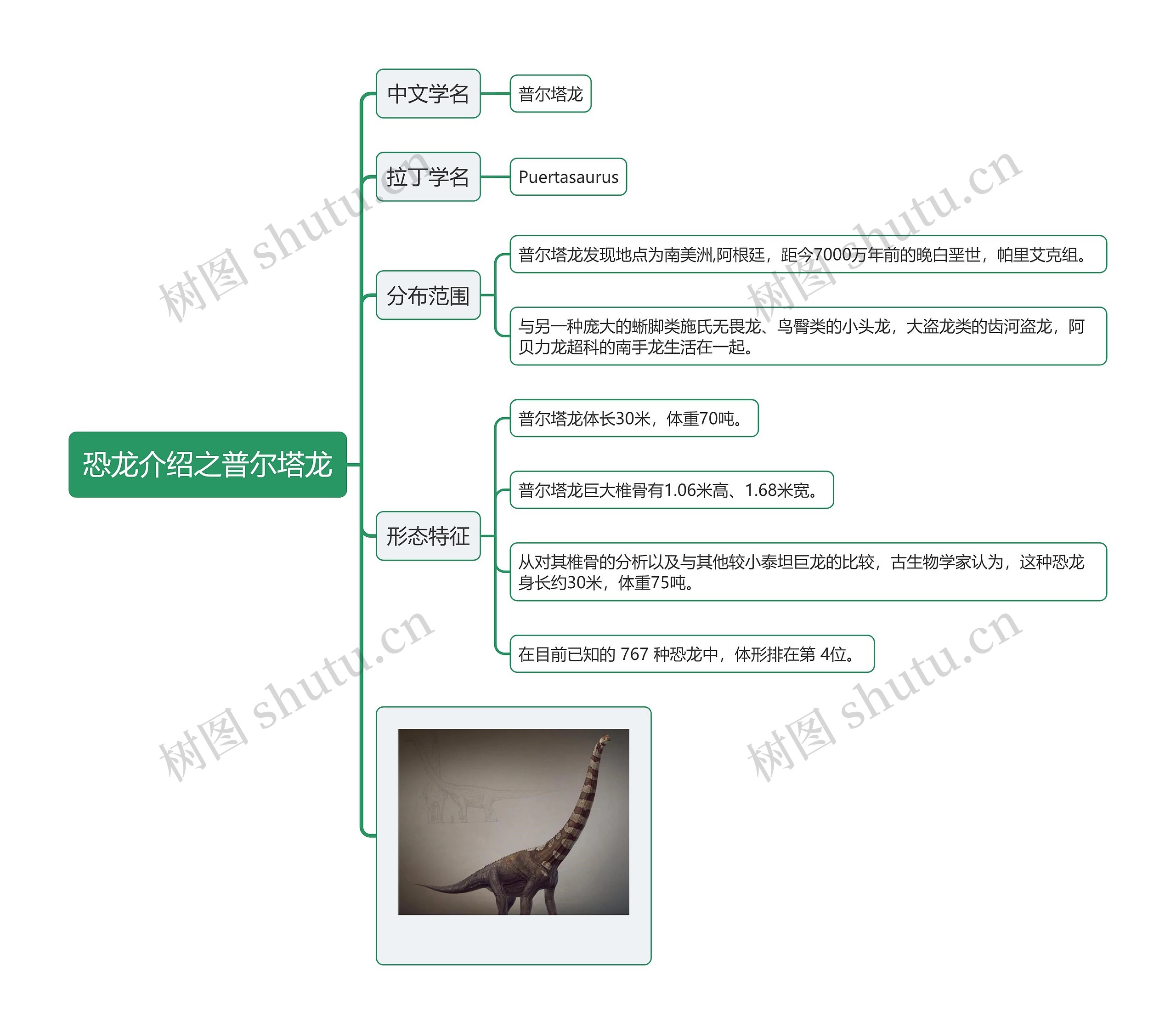 恐龙介绍之普尔塔龙思维导图