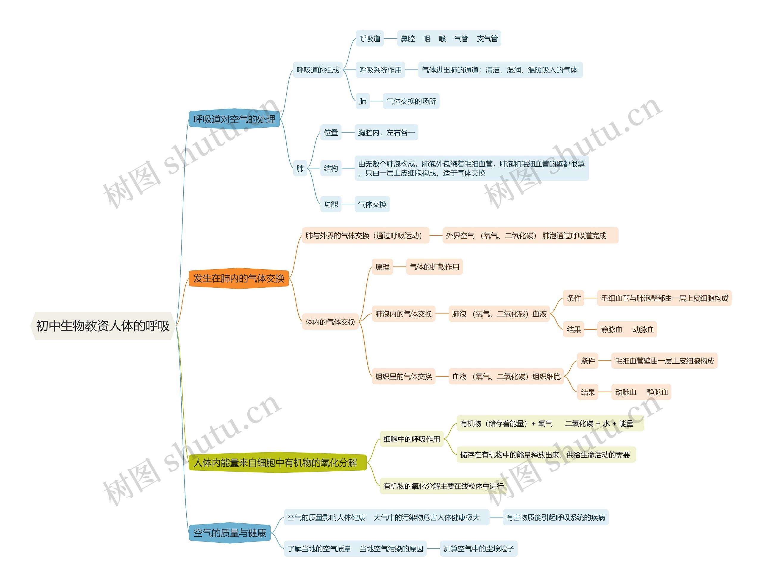 初中生物教资人体的呼吸思维导图