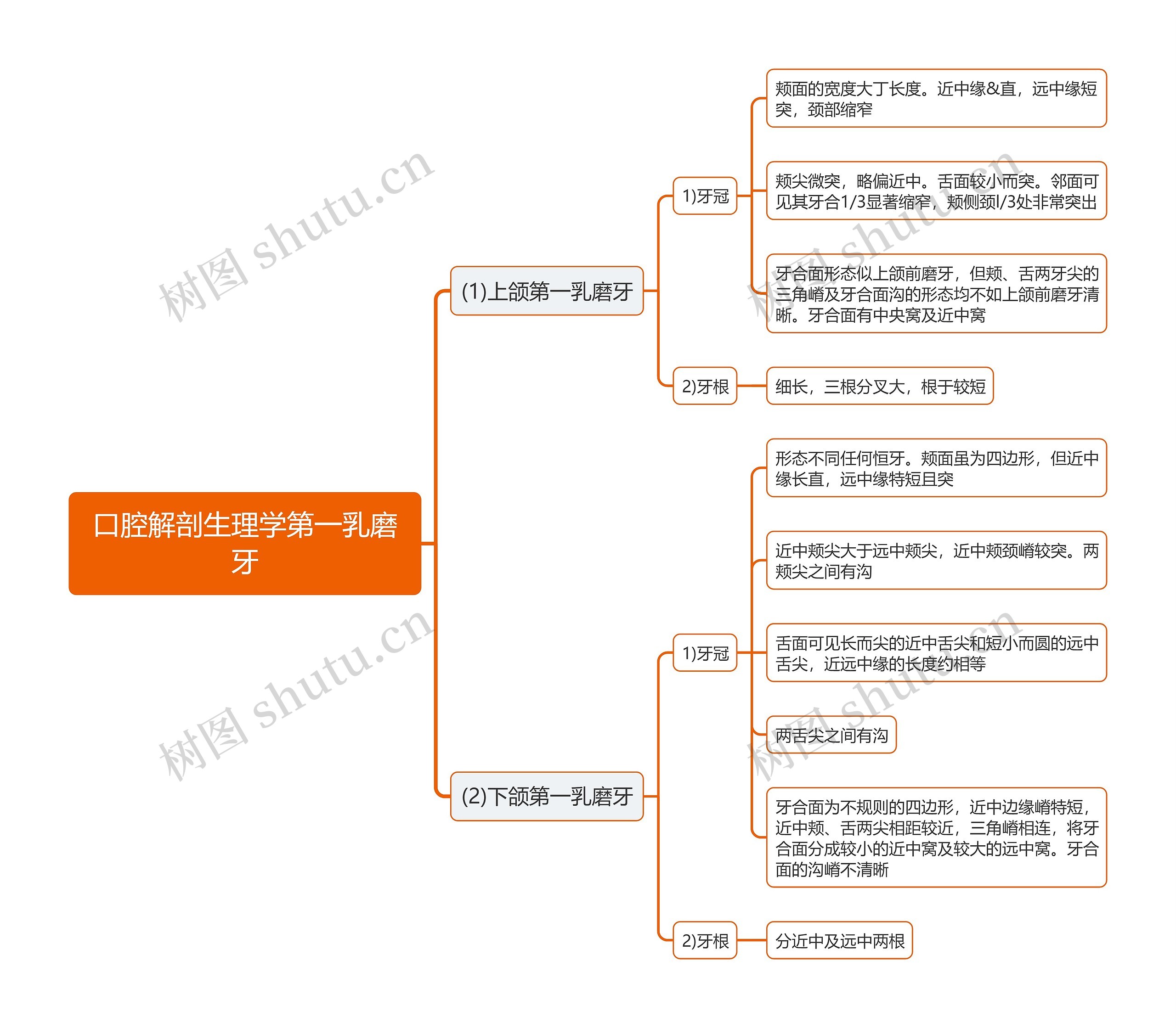 口腔解剖生理学第一乳磨牙思维导图