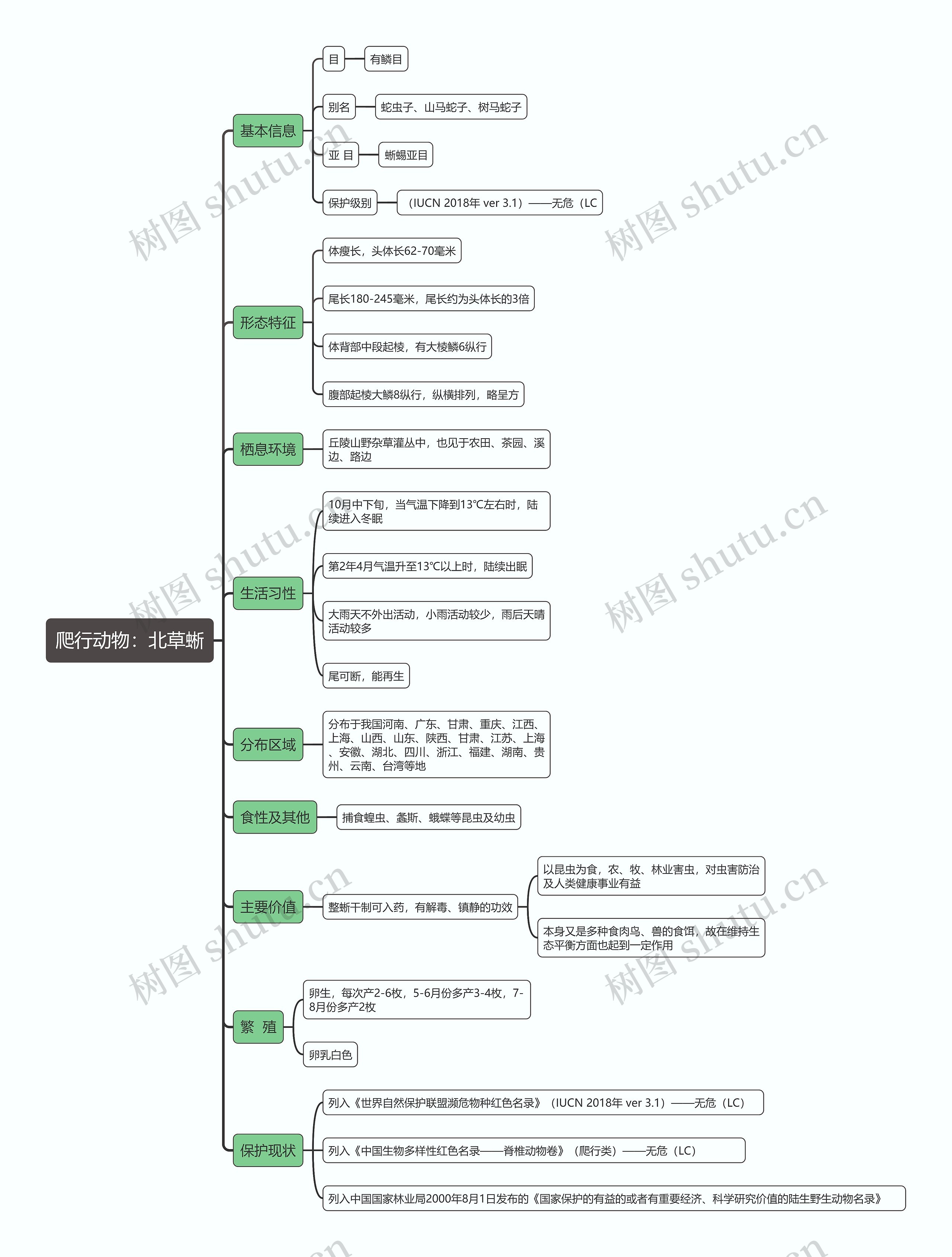 爬行动物:北草蜥思维导图高清图 爬行动物:北草蜥思维导图