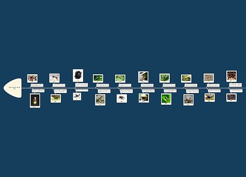 昆虫记昆虫种类介绍思维导图