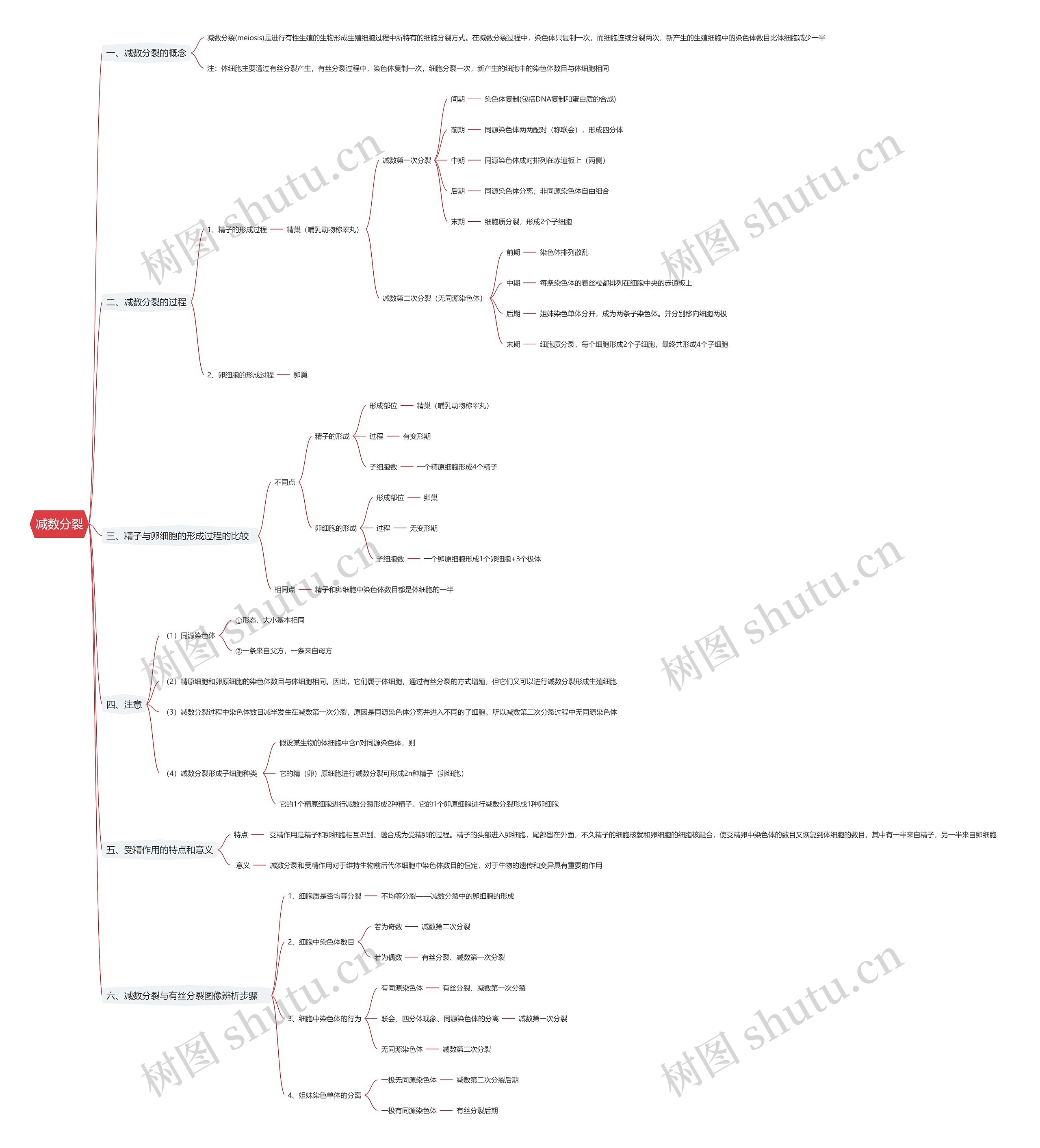 减数分裂思维导图