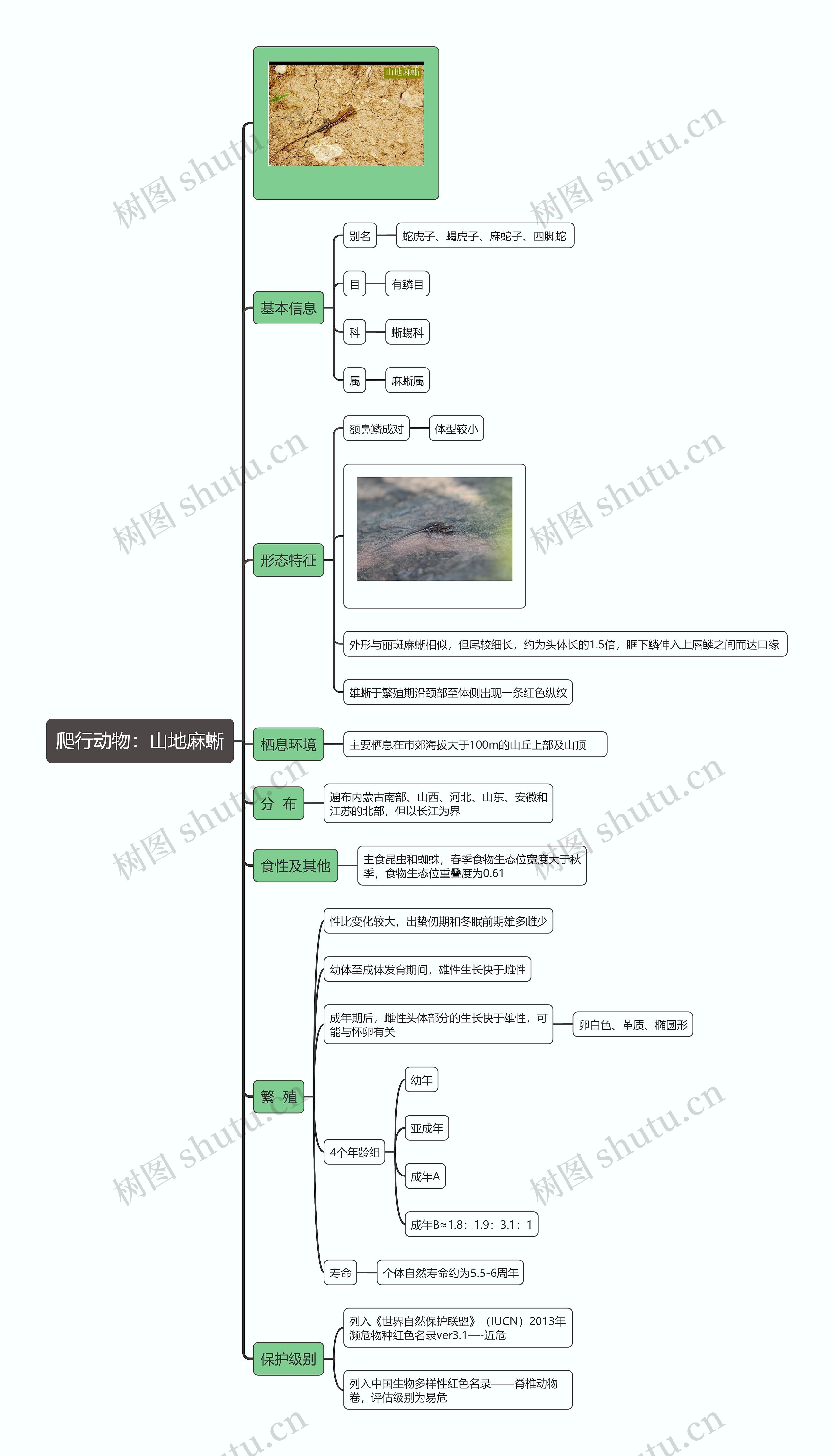 爬行动物：山地麻蜥思维导图