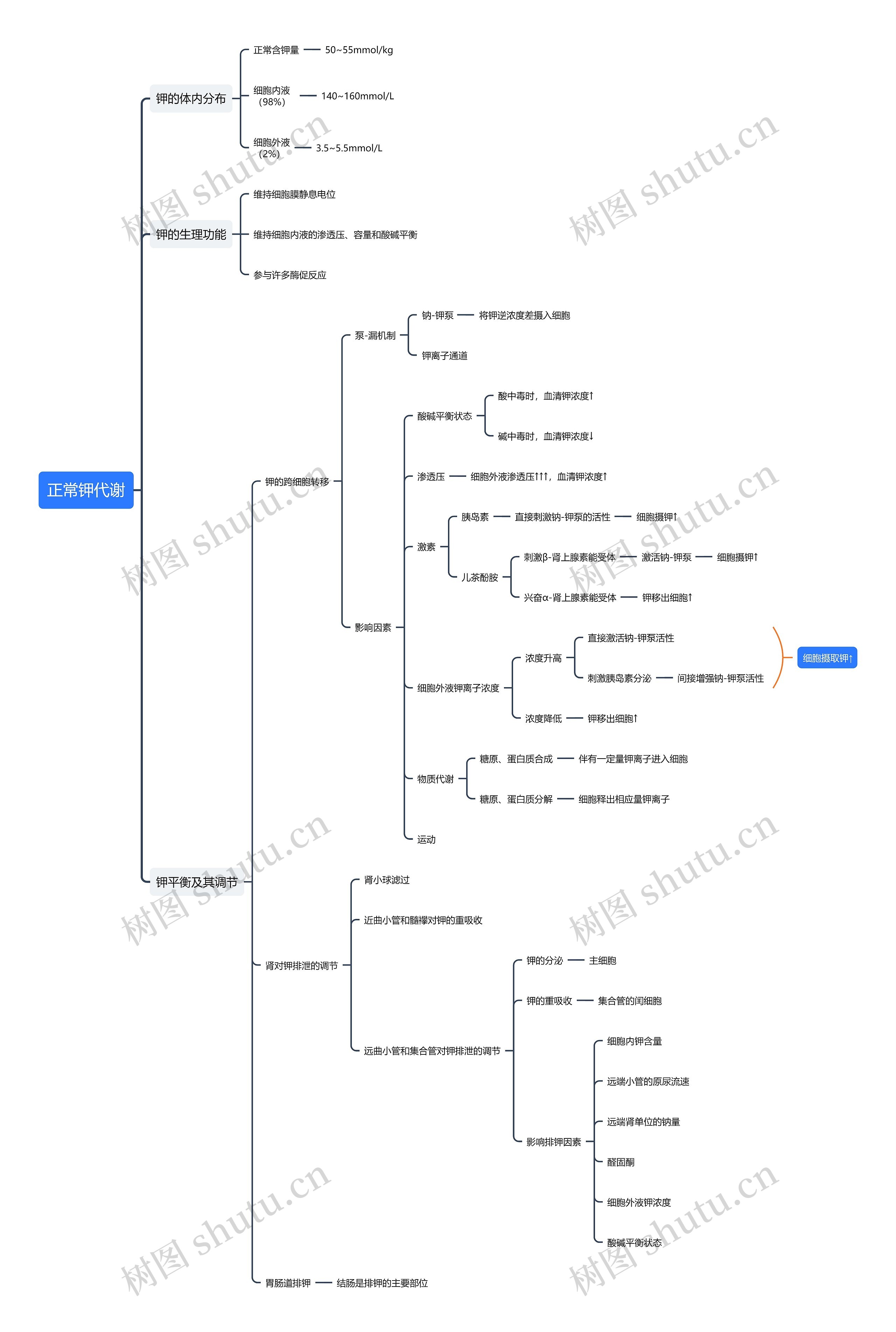 正常钾代谢思维导图_编号t816741-TreeMind树图