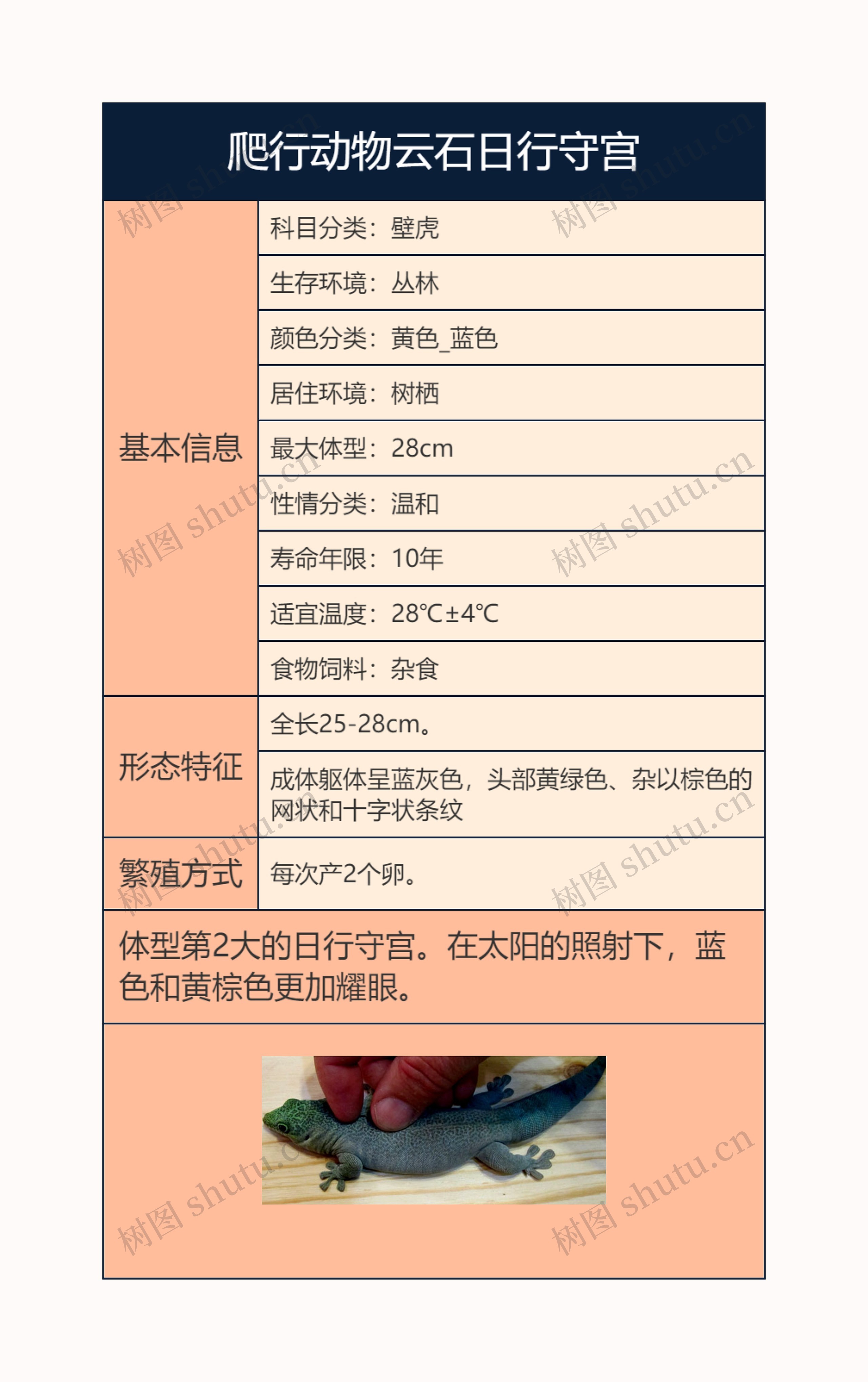 爬行动物云石日行守宫思维导图