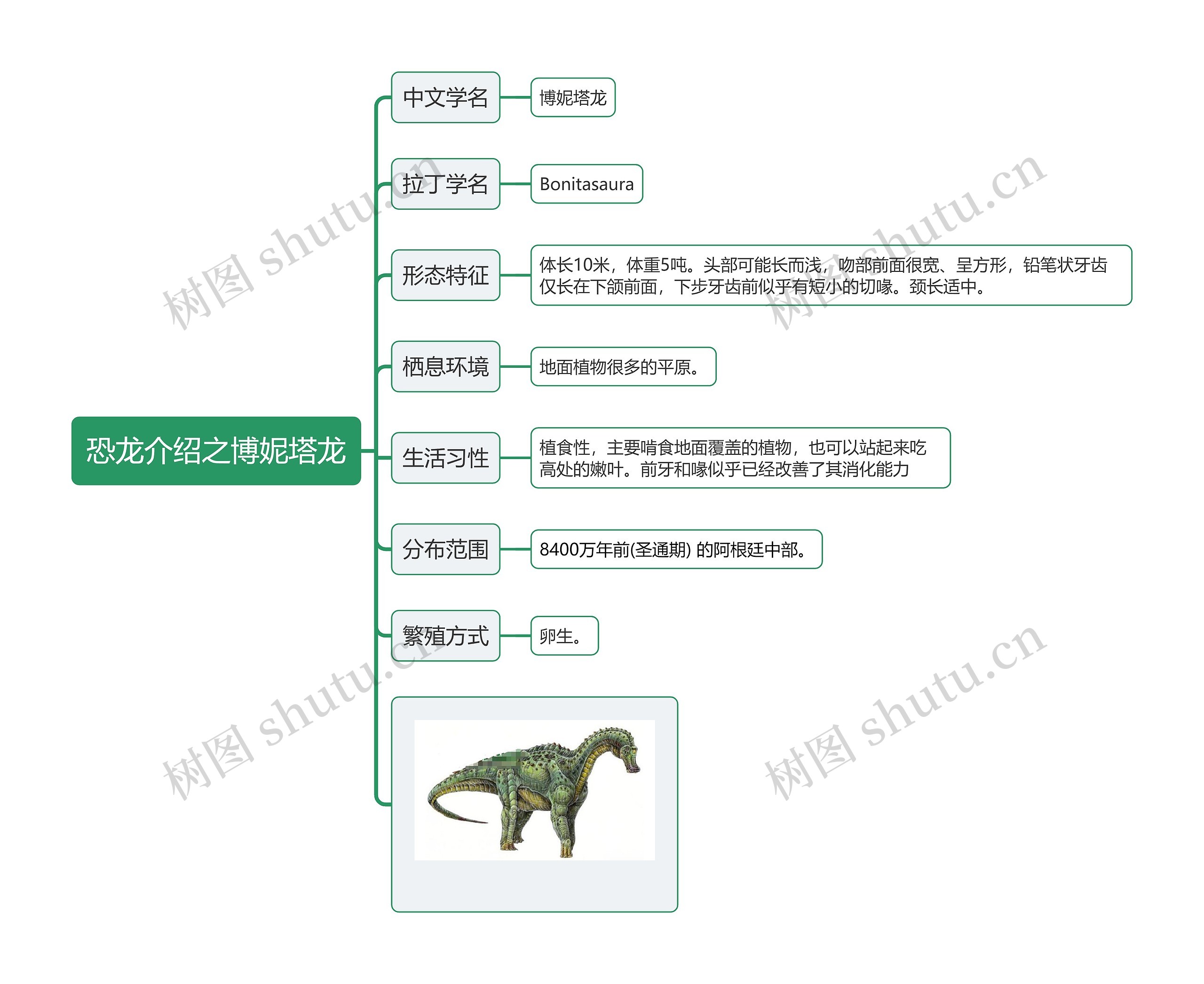 恐龙介绍之博妮塔龙思维导图