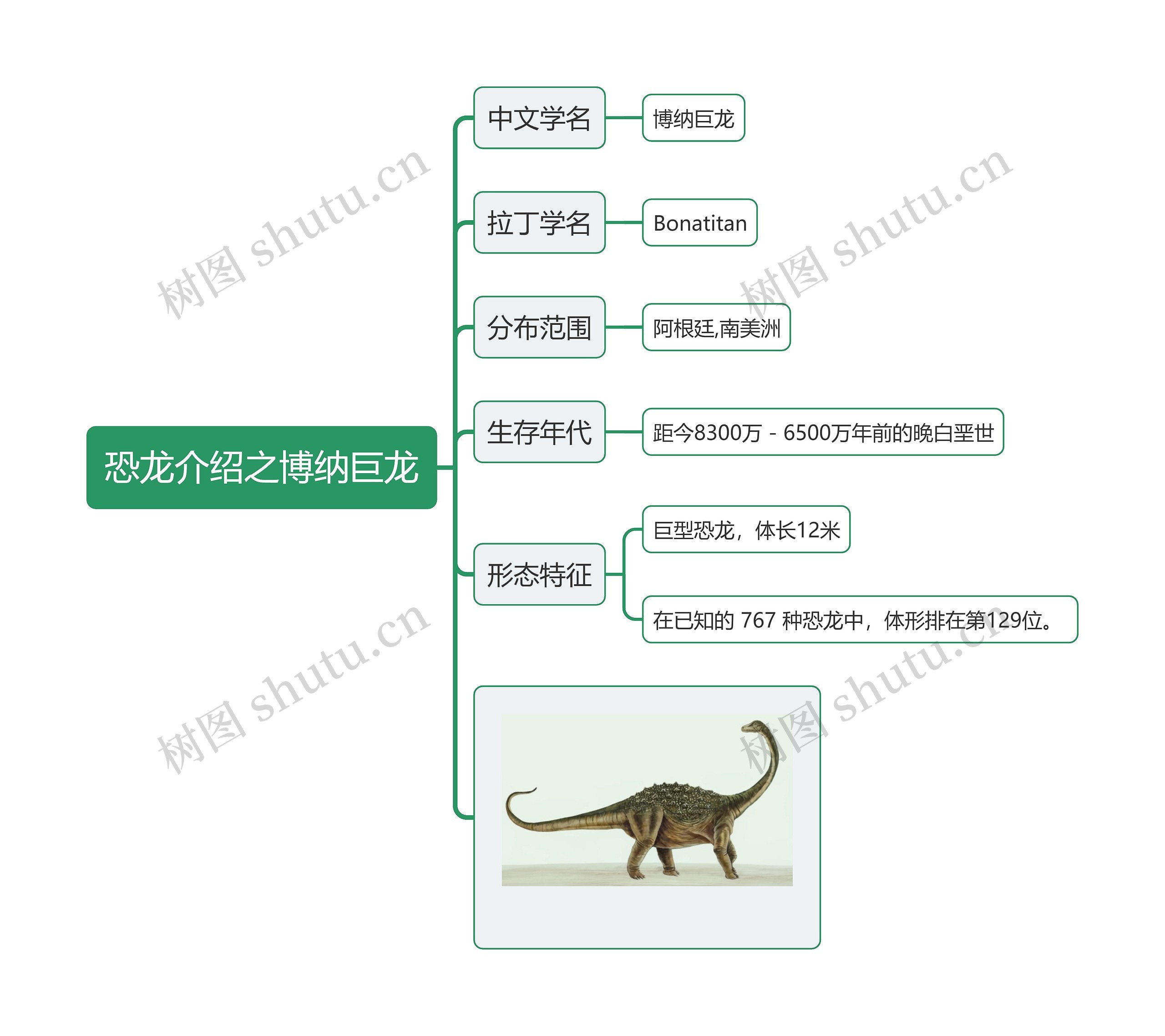 恐龙介绍之博纳巨龙思维导图