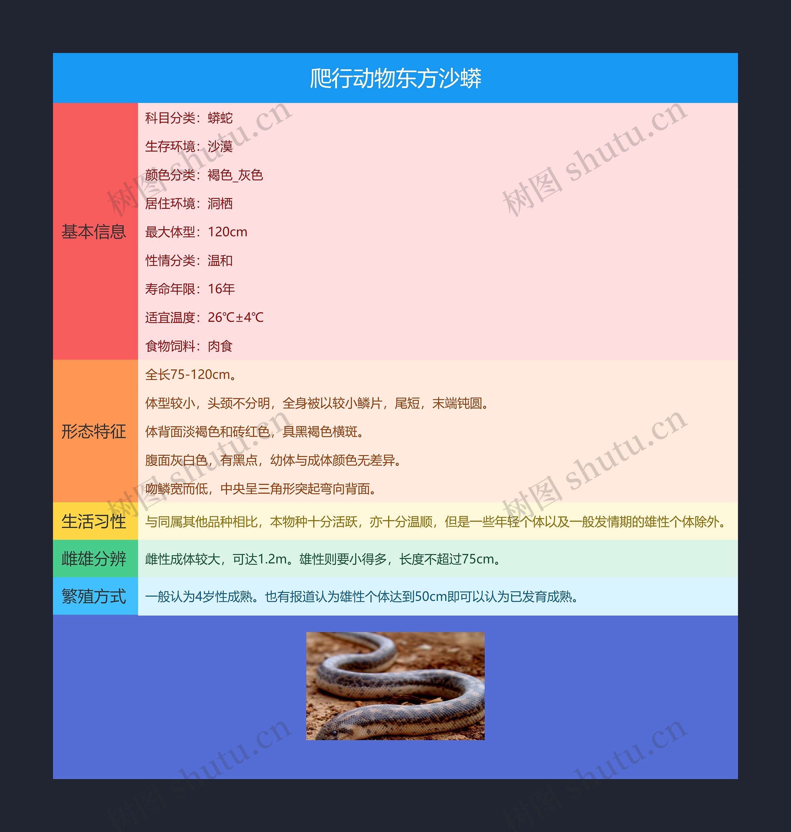 爬行动物东方沙蟒思维导图