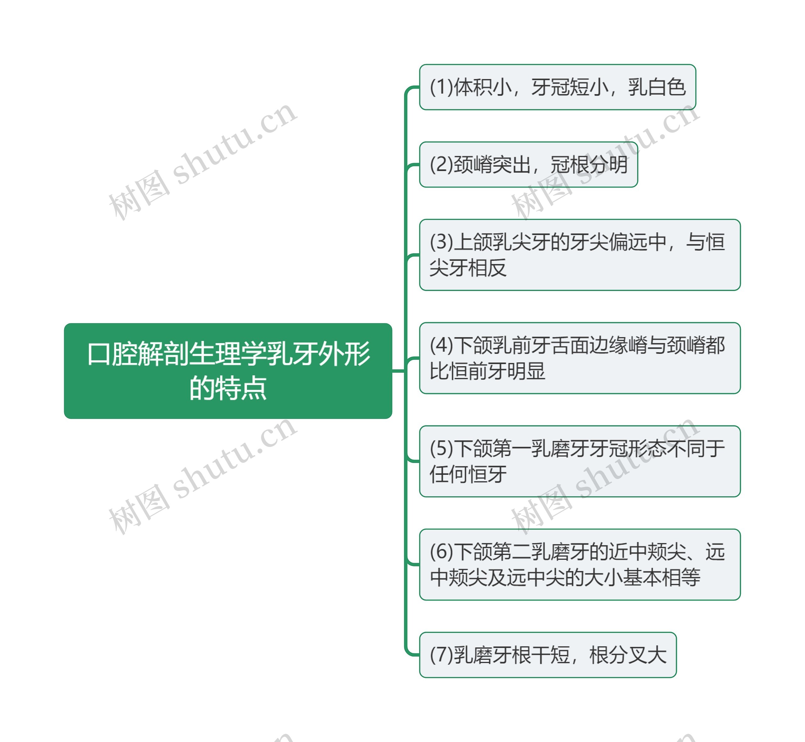口腔解剖生理学乳牙外形的特点思维导图 口腔解剖生理学乳牙外形的特点思维导图