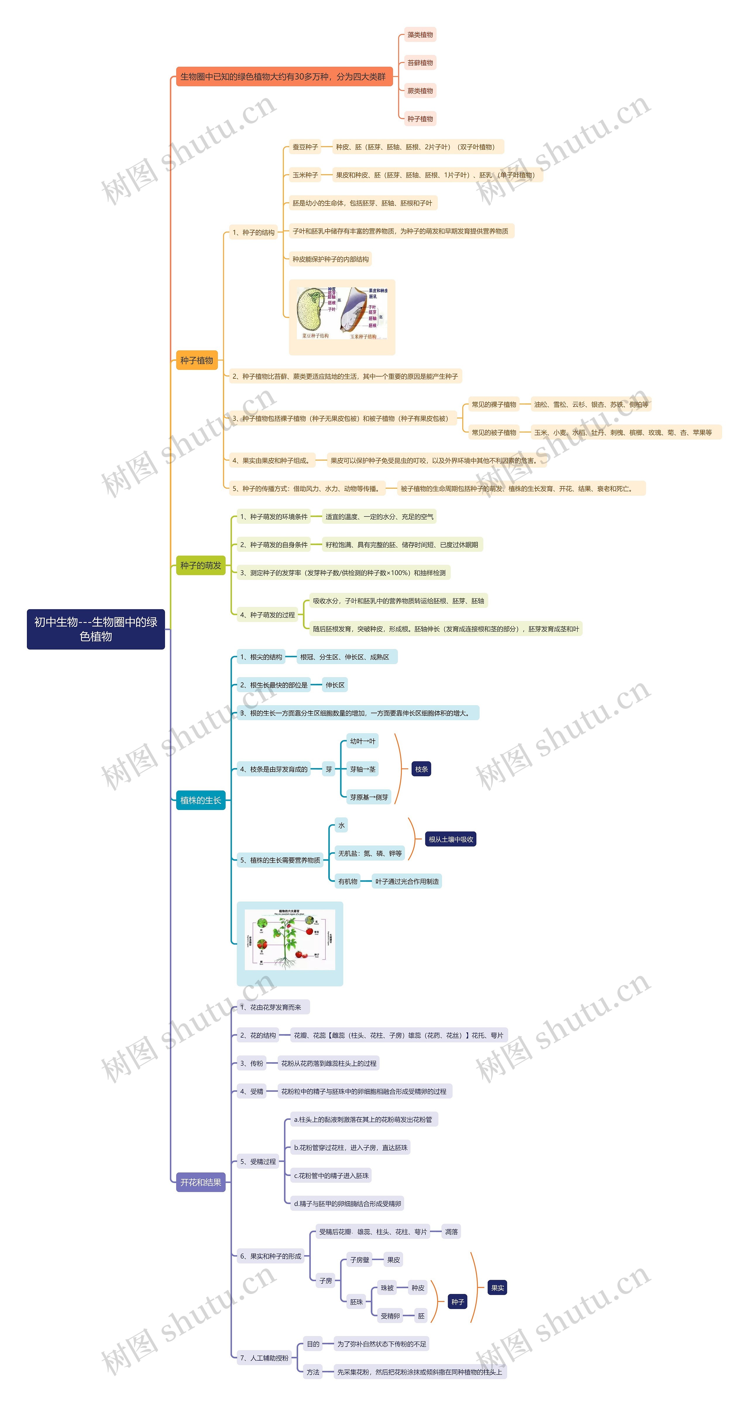 初中生物——生物圈中的绿色植物思维导图