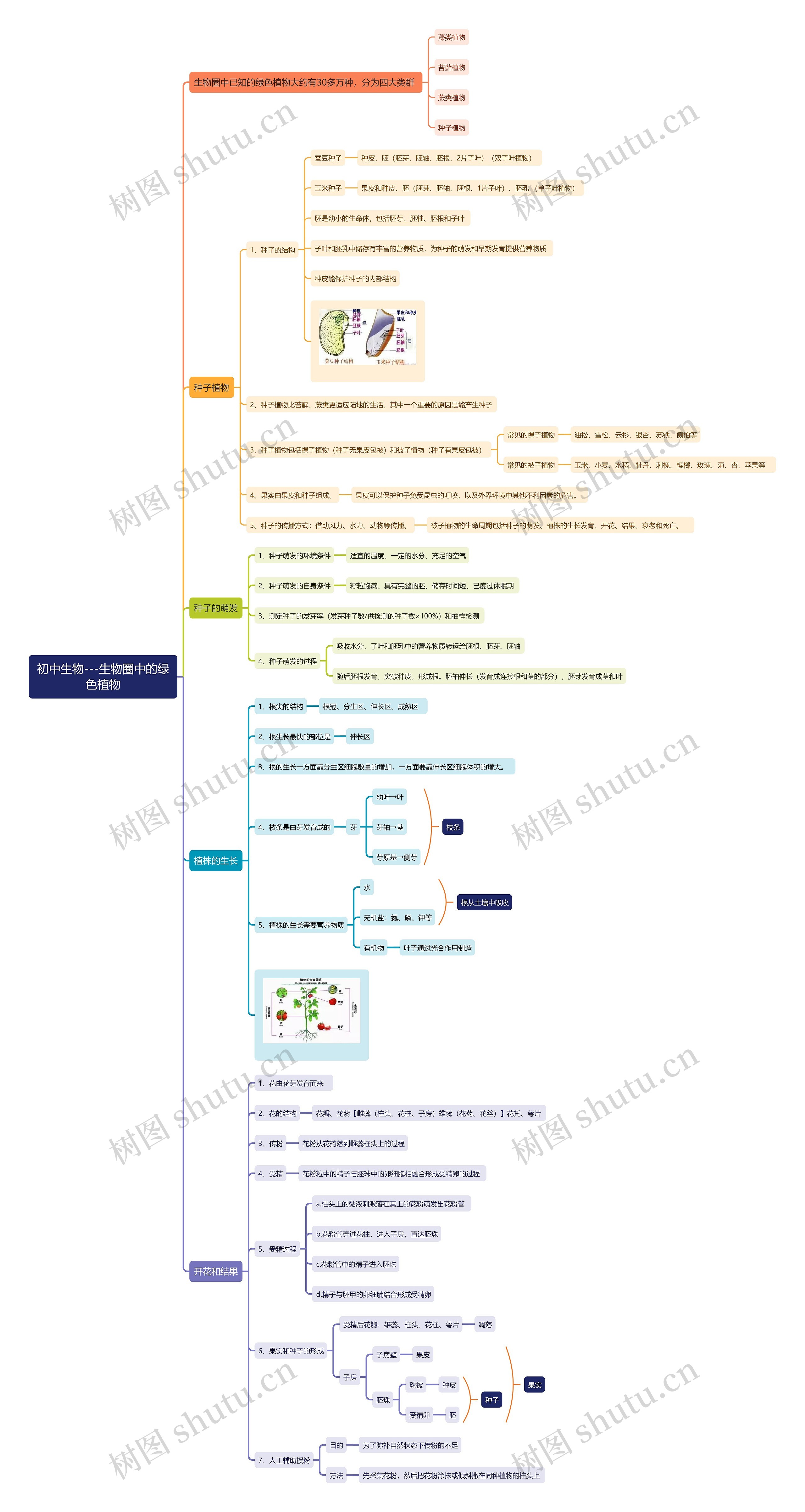 初中生物——生物圈中的绿色植物思维导图高清图 初中生物——生物圈中的绿色植物思维导图