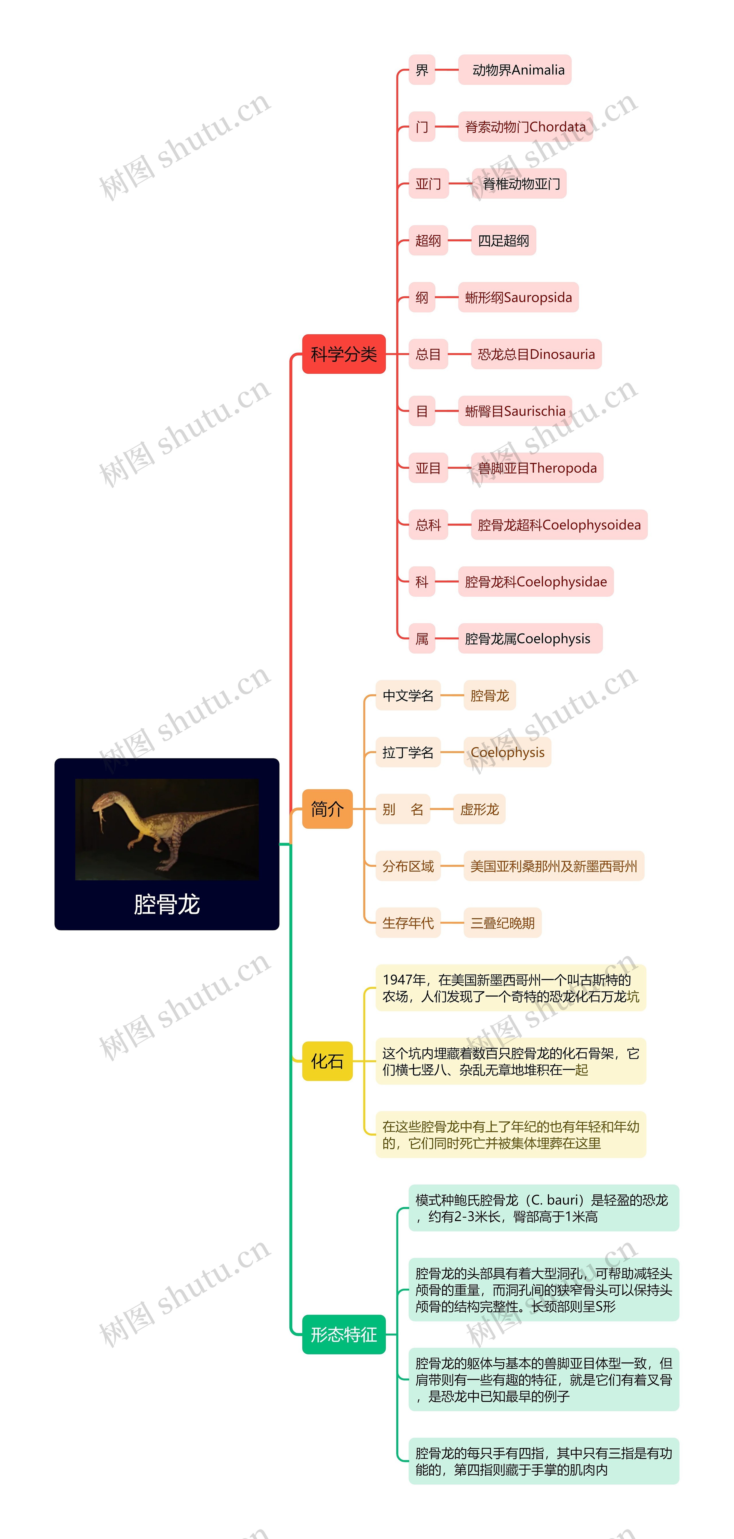 腔骨龙思维导图