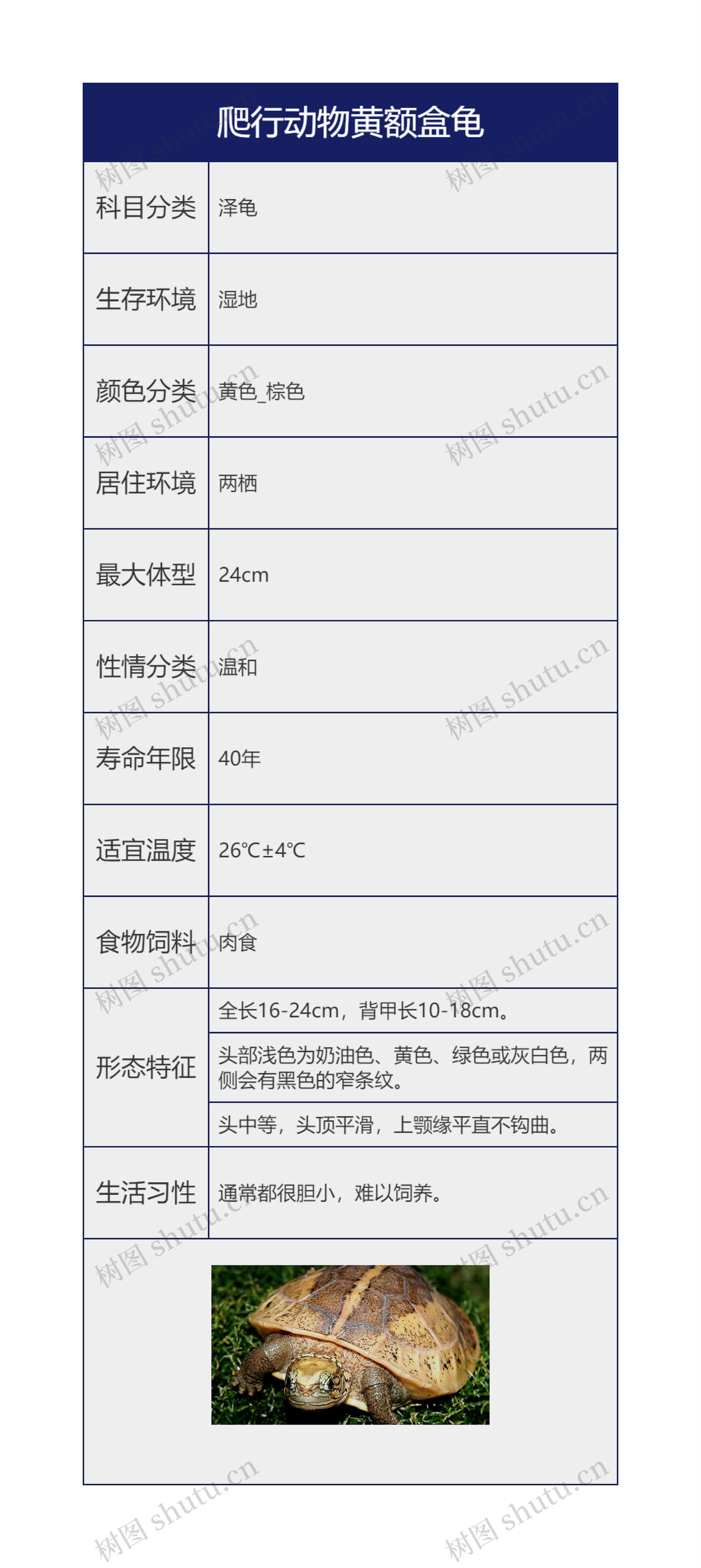 爬行动物黄额盒龟