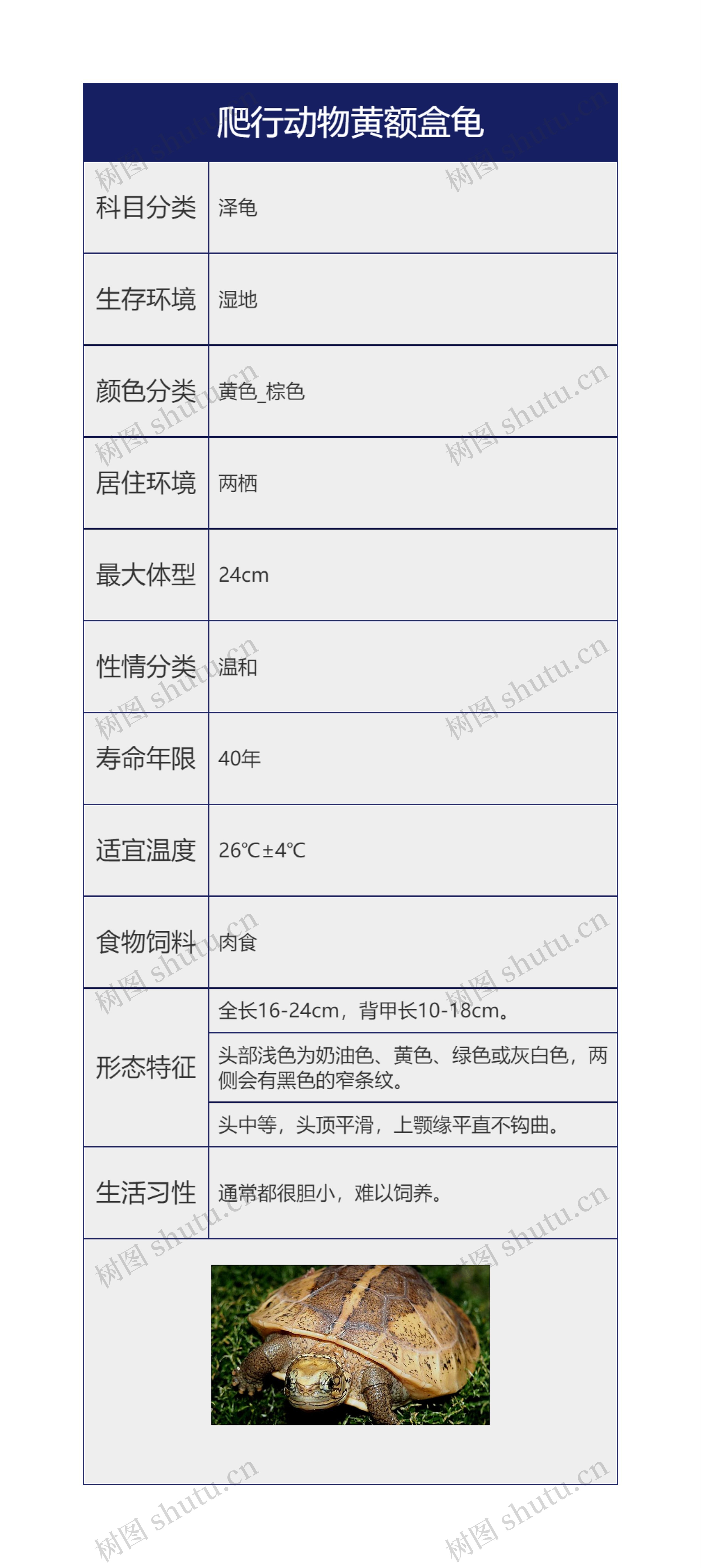 爬行动物黄额盒龟思维导图